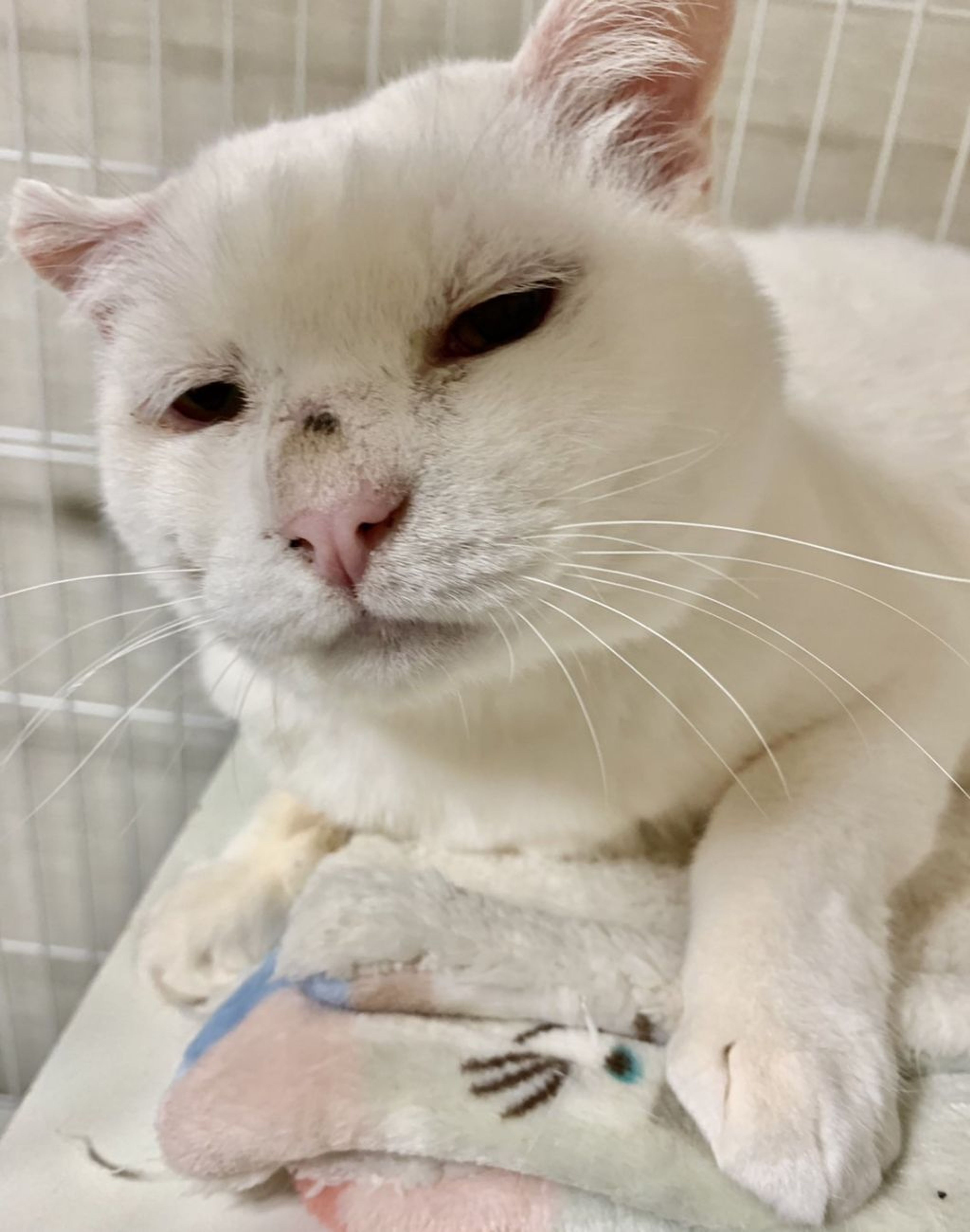 日本猫・オスの里親募集の写真