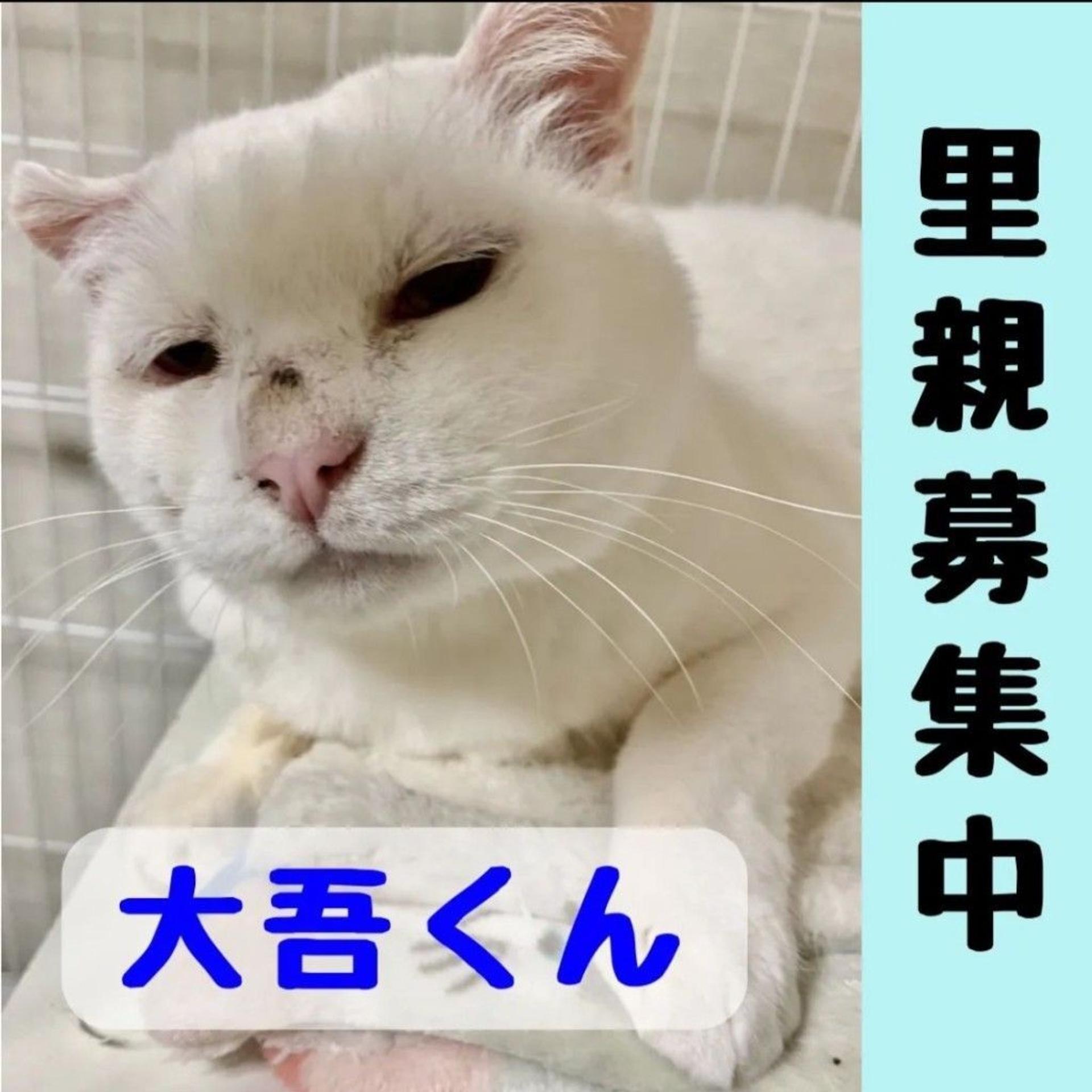 pet-image-2