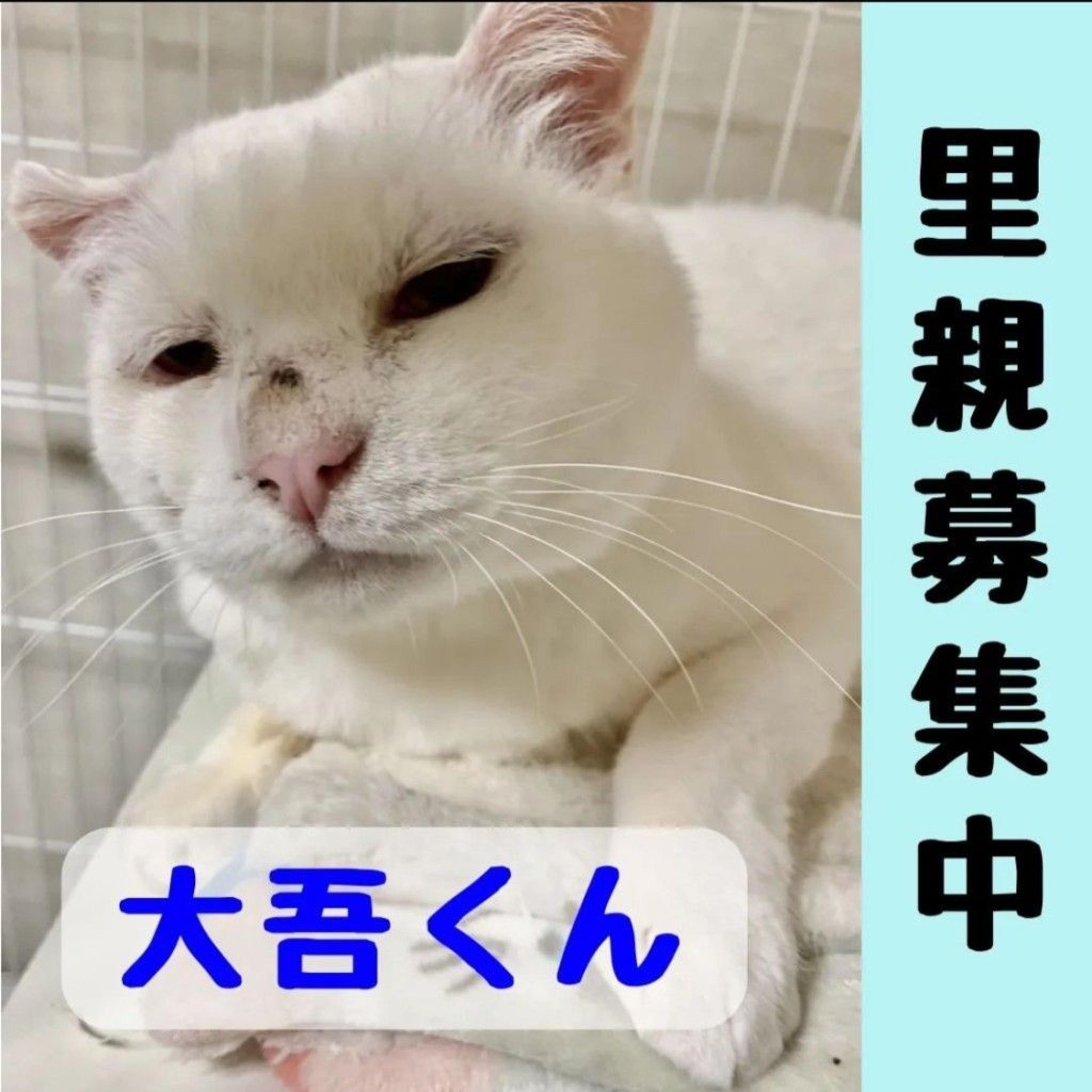 pet-image-2