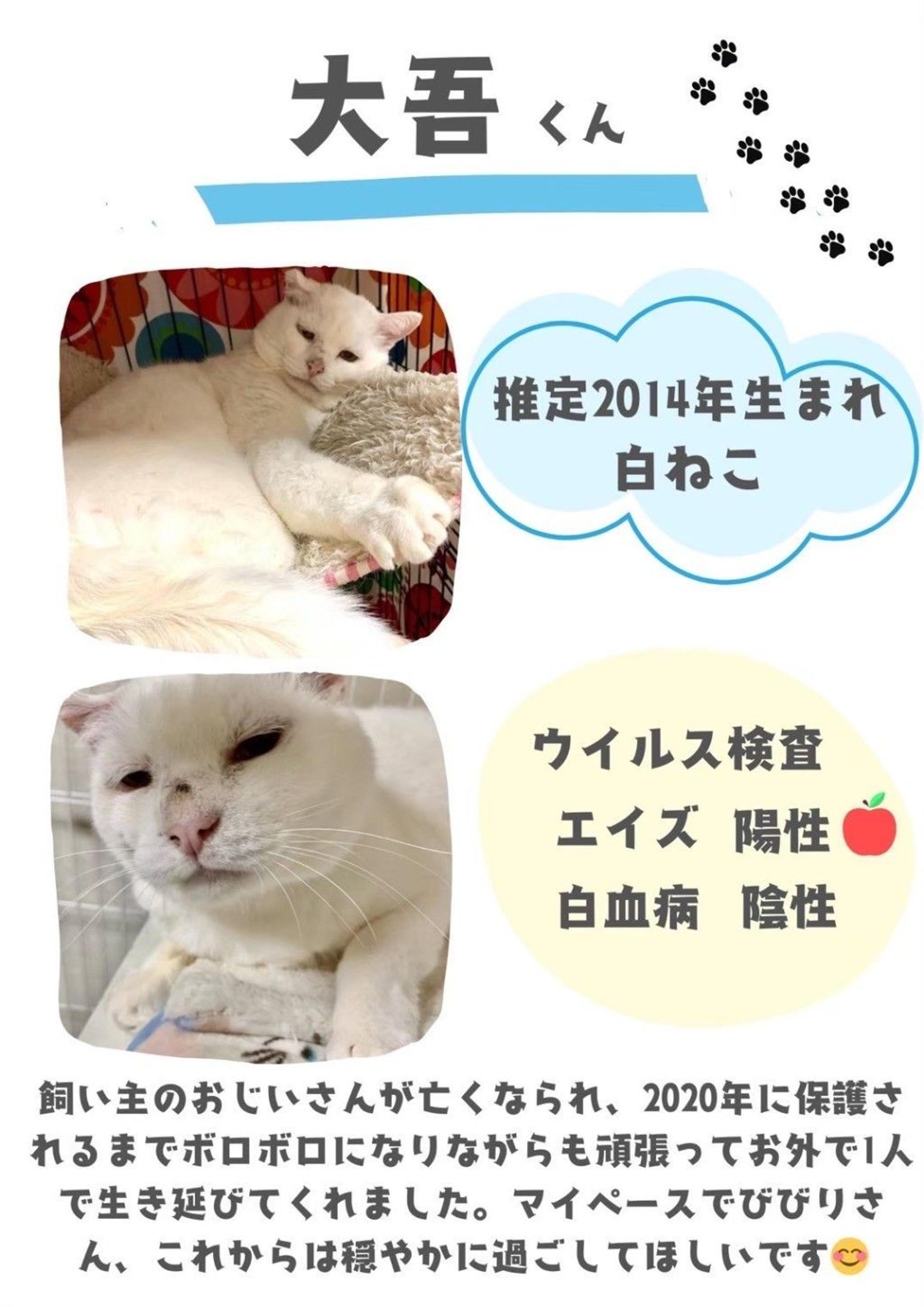 pet-image-3