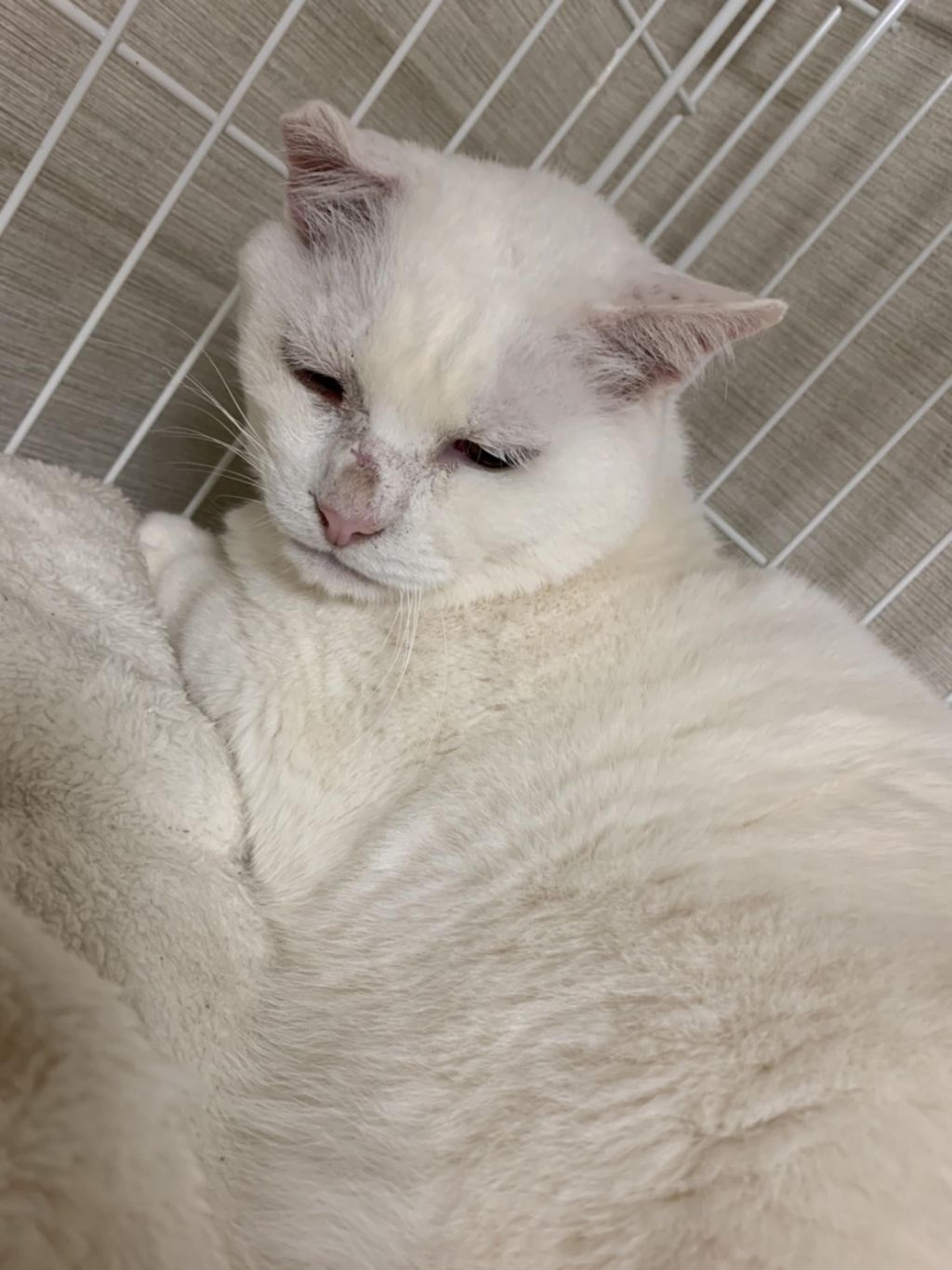 pet-image-4