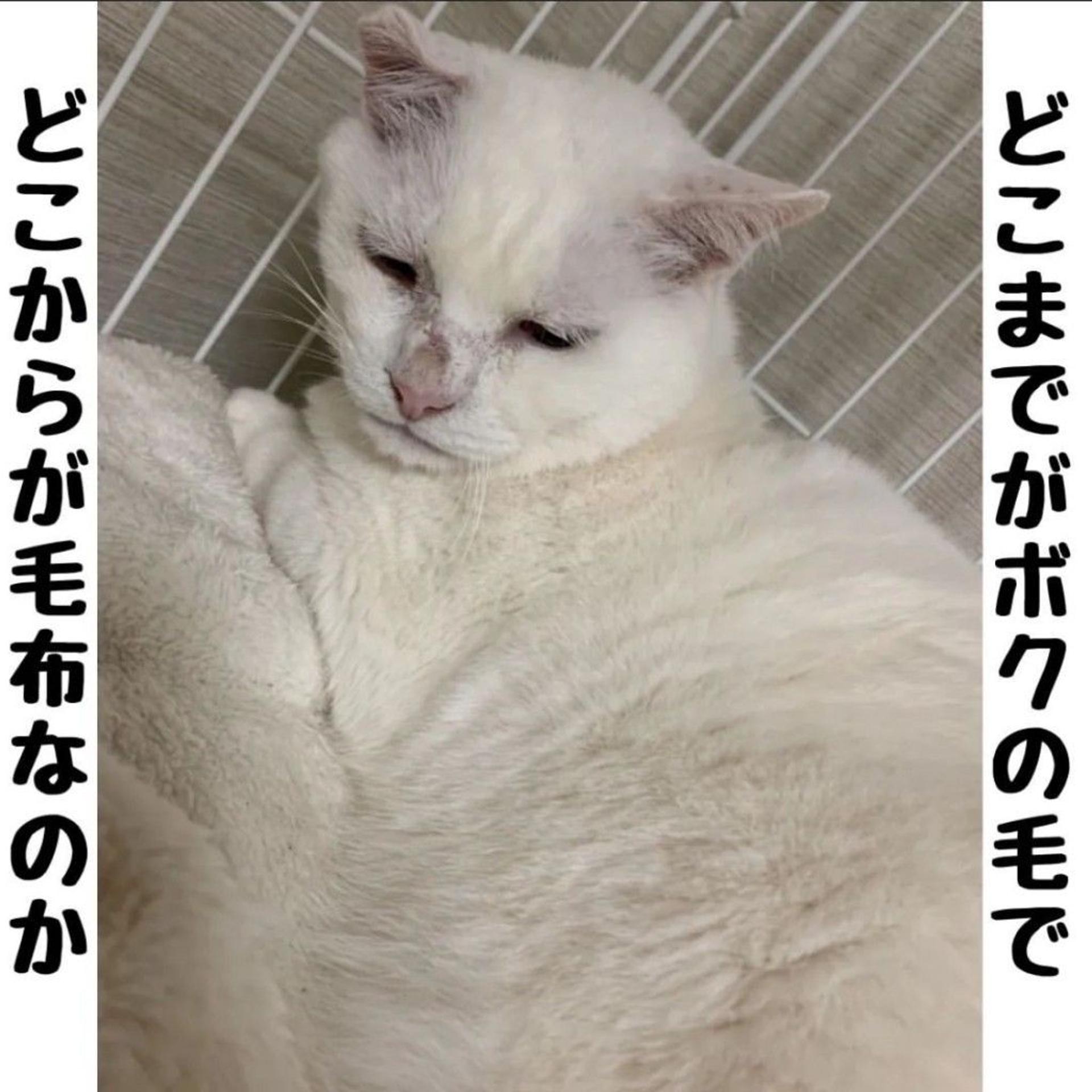 pet-image-5
