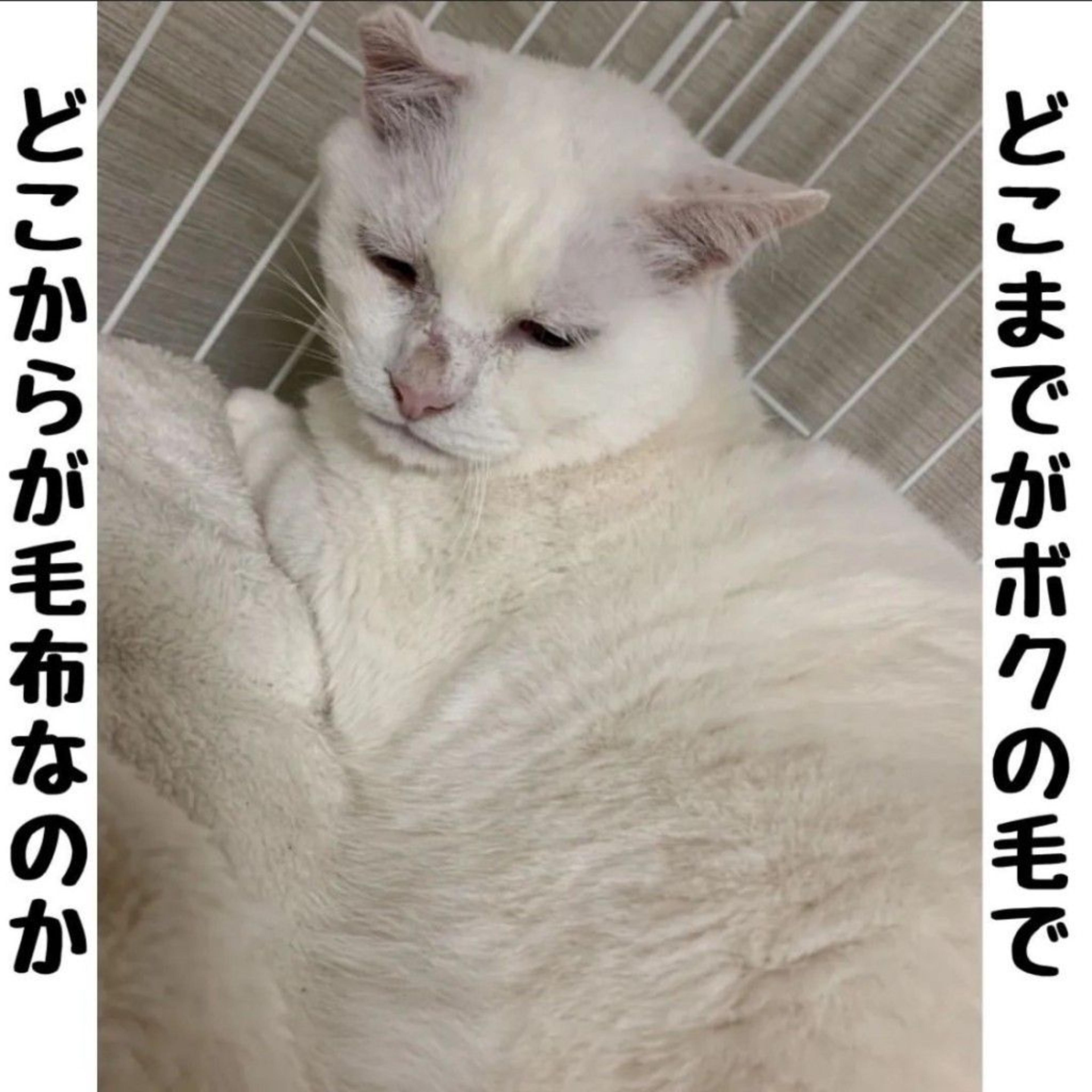 pet-image-5