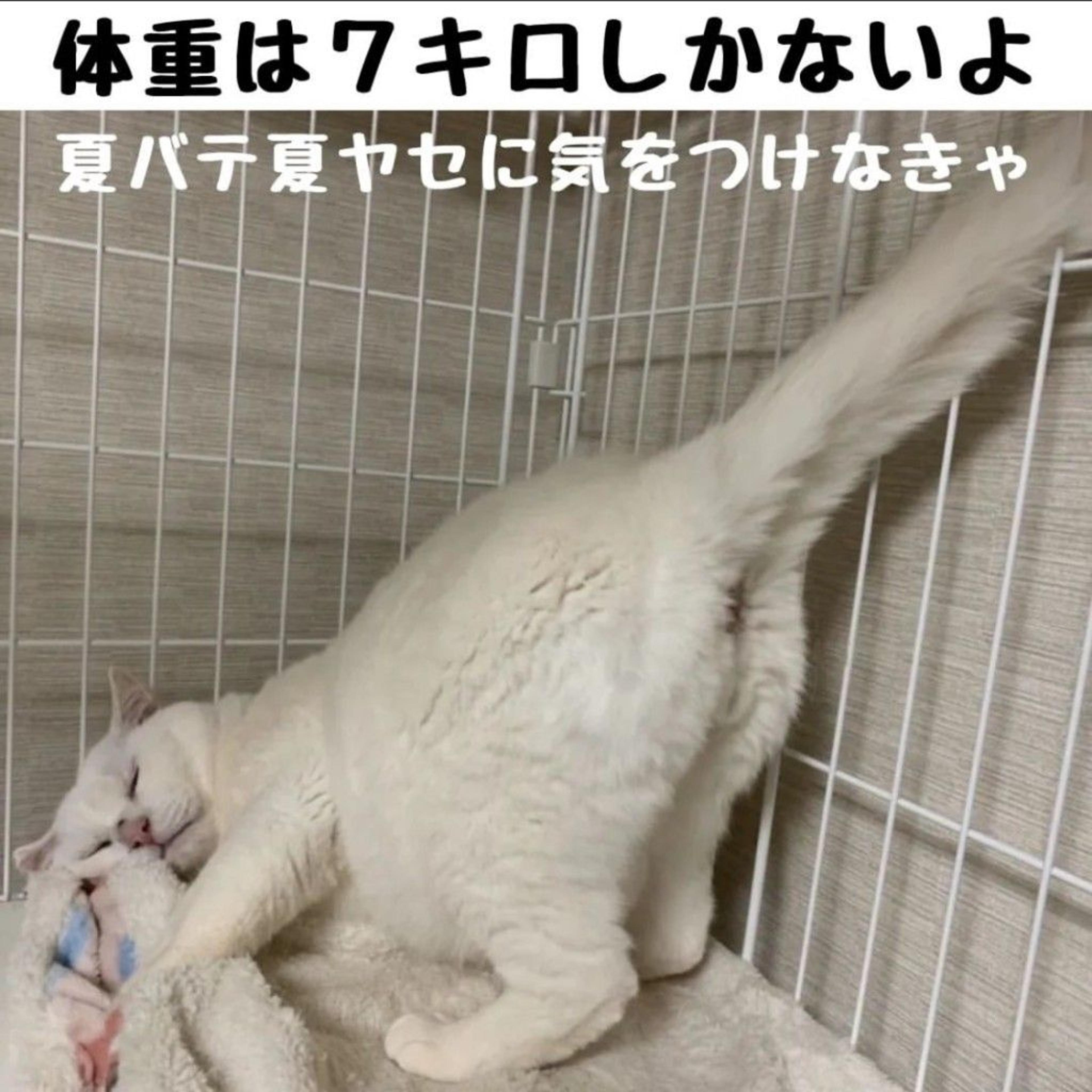 pet-image-7