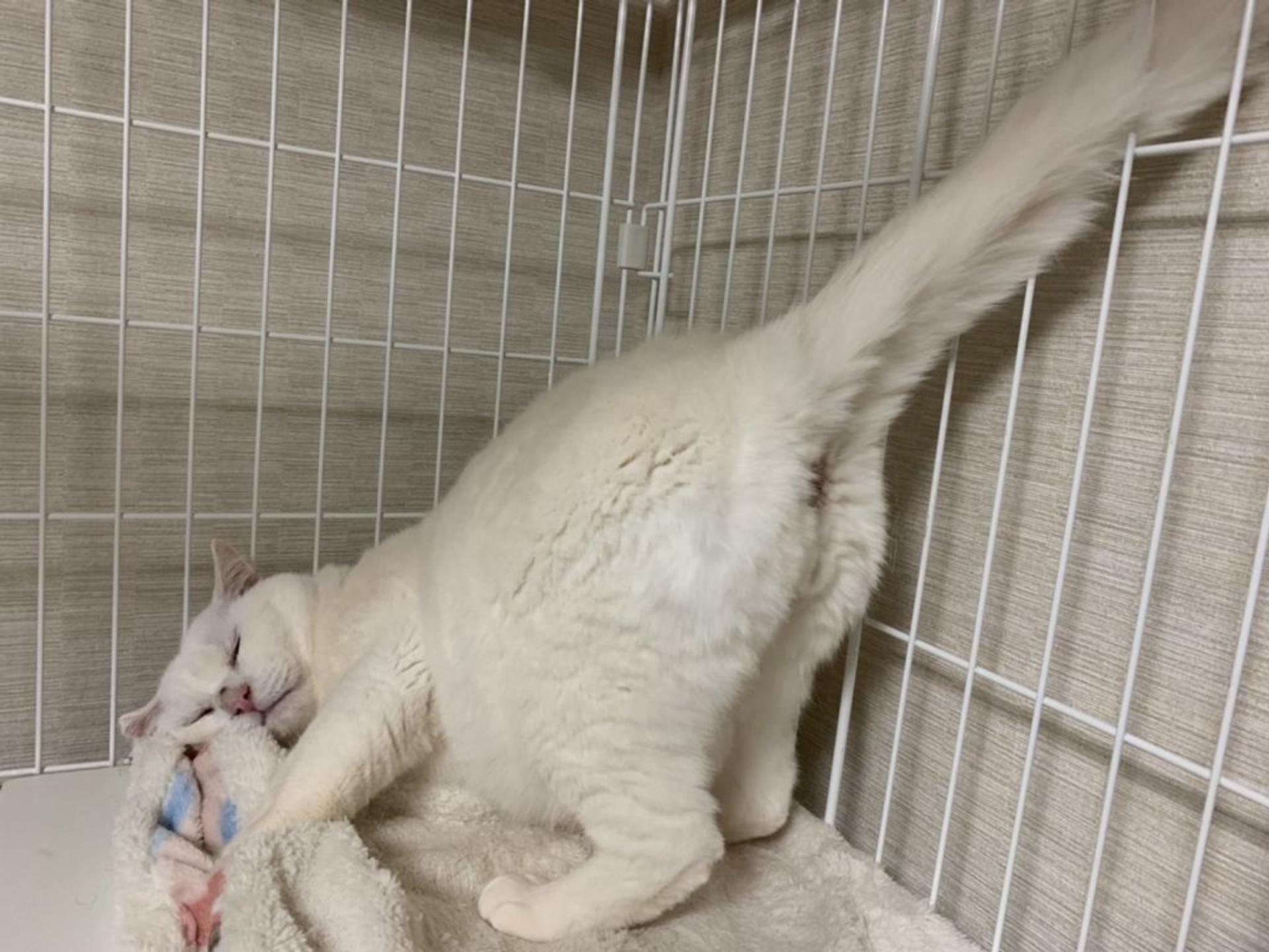 pet-image-8