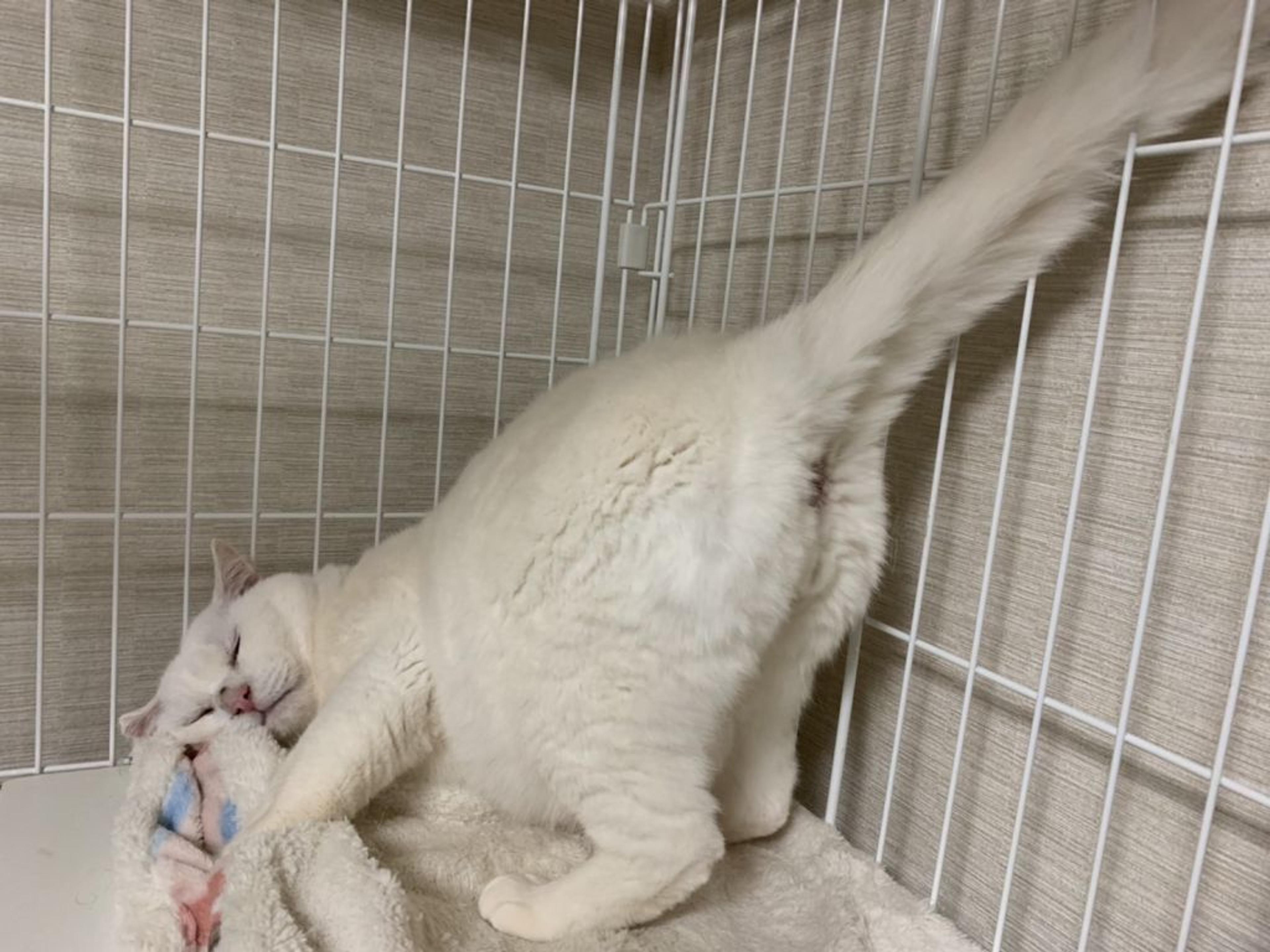 pet-image-8
