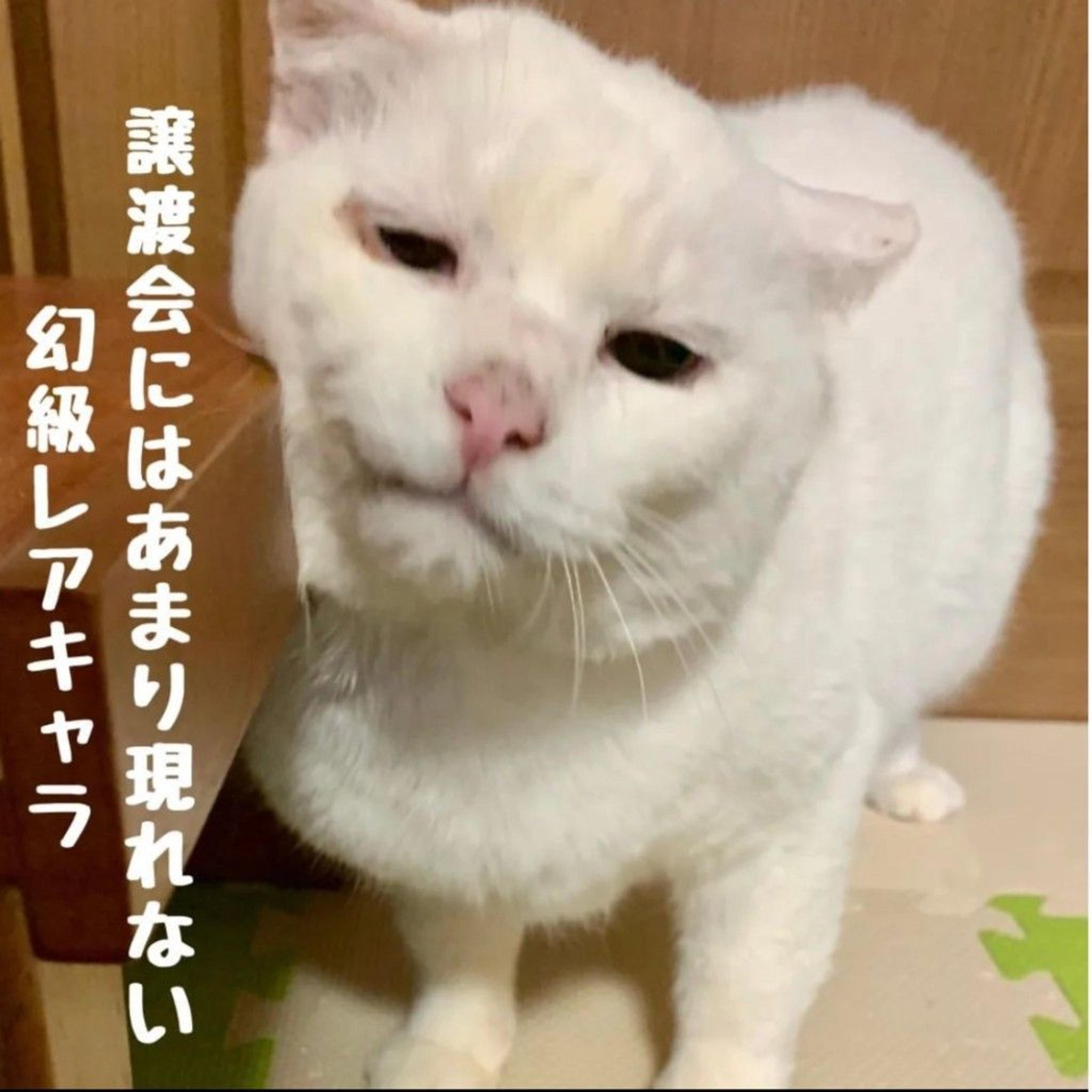 pet-image-9