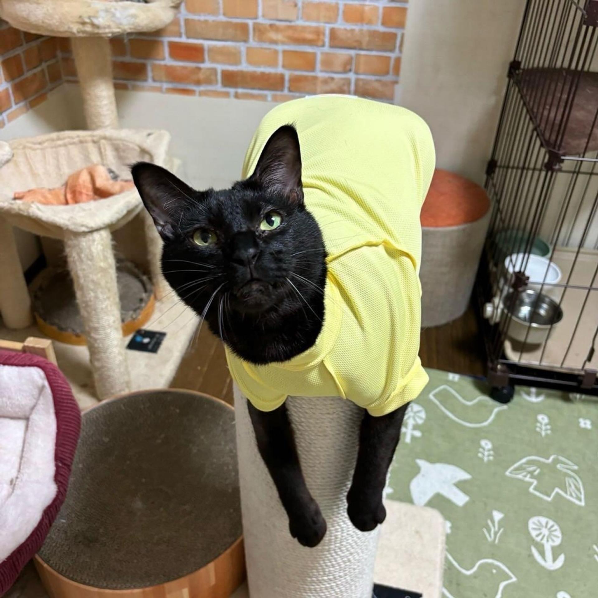 pet-image-3