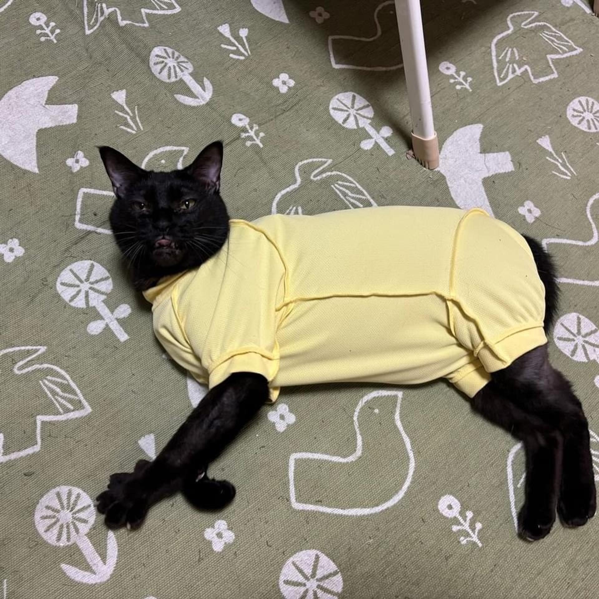pet-image-4