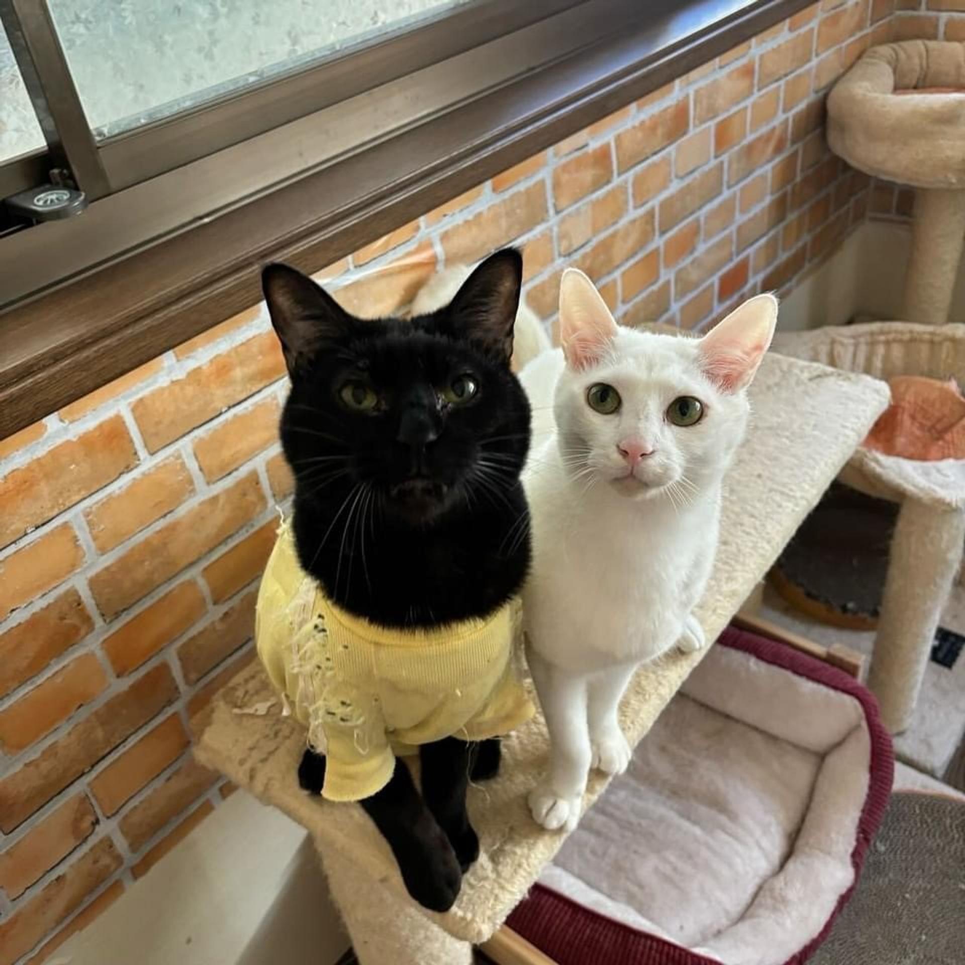 pet-image-5