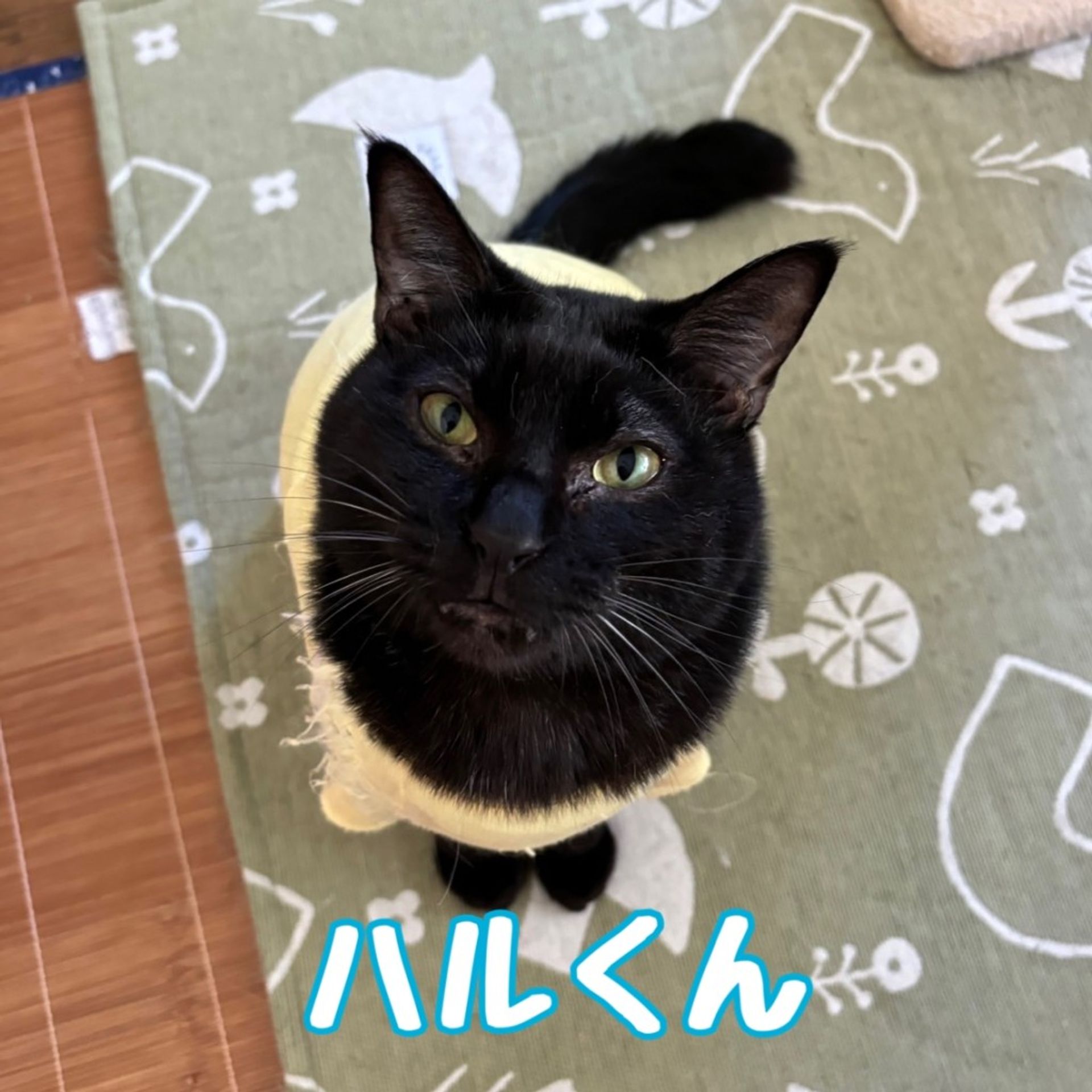雑種（ミックス猫）・オスの里親募集の写真
