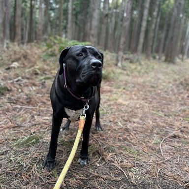 土佐犬・メスの里親募集の写真