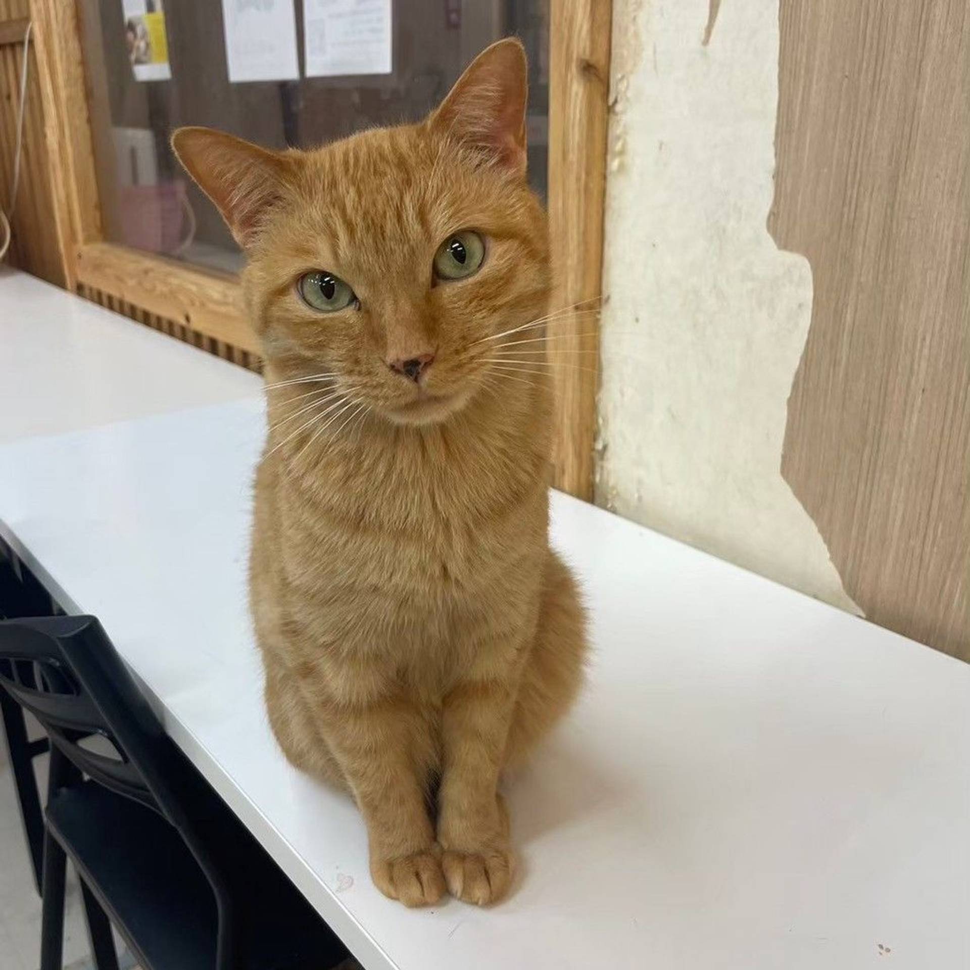 雑種（ミックス猫）・オスの里親募集の写真