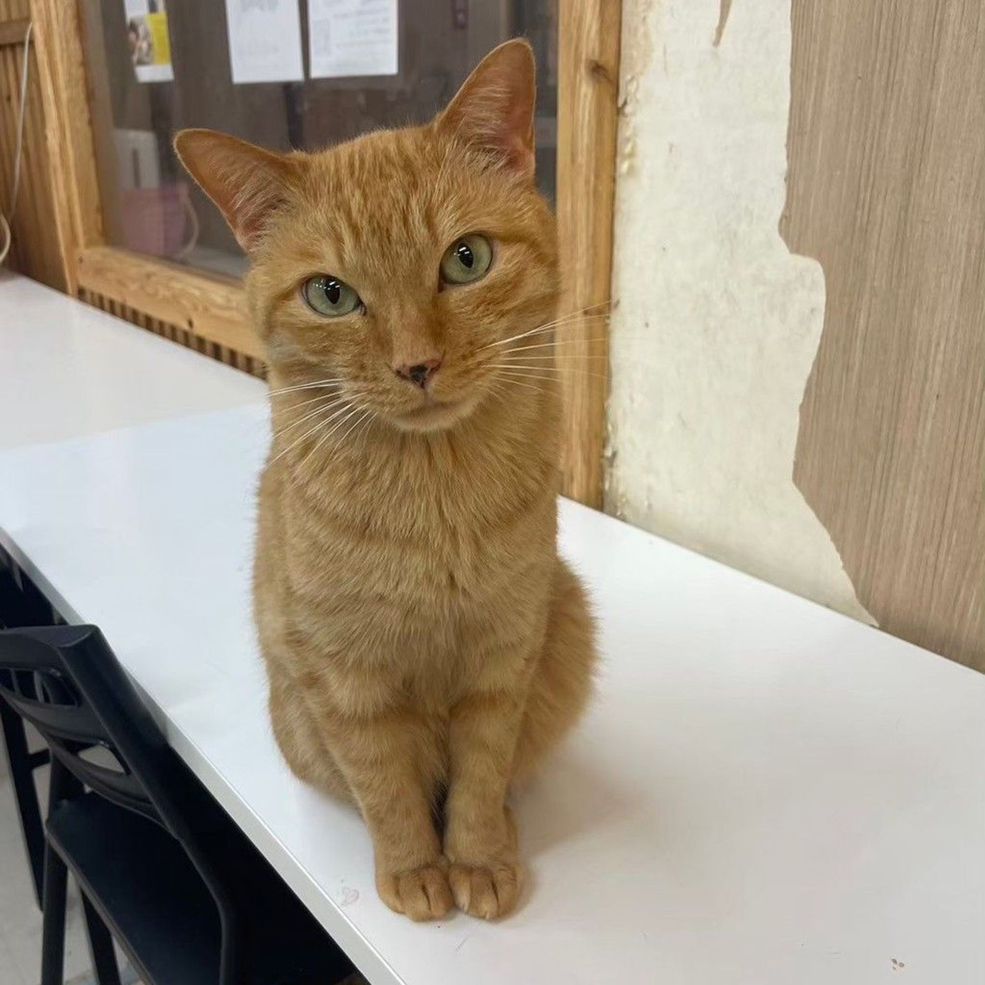 雑種（ミックス猫）・オスの里親募集の写真