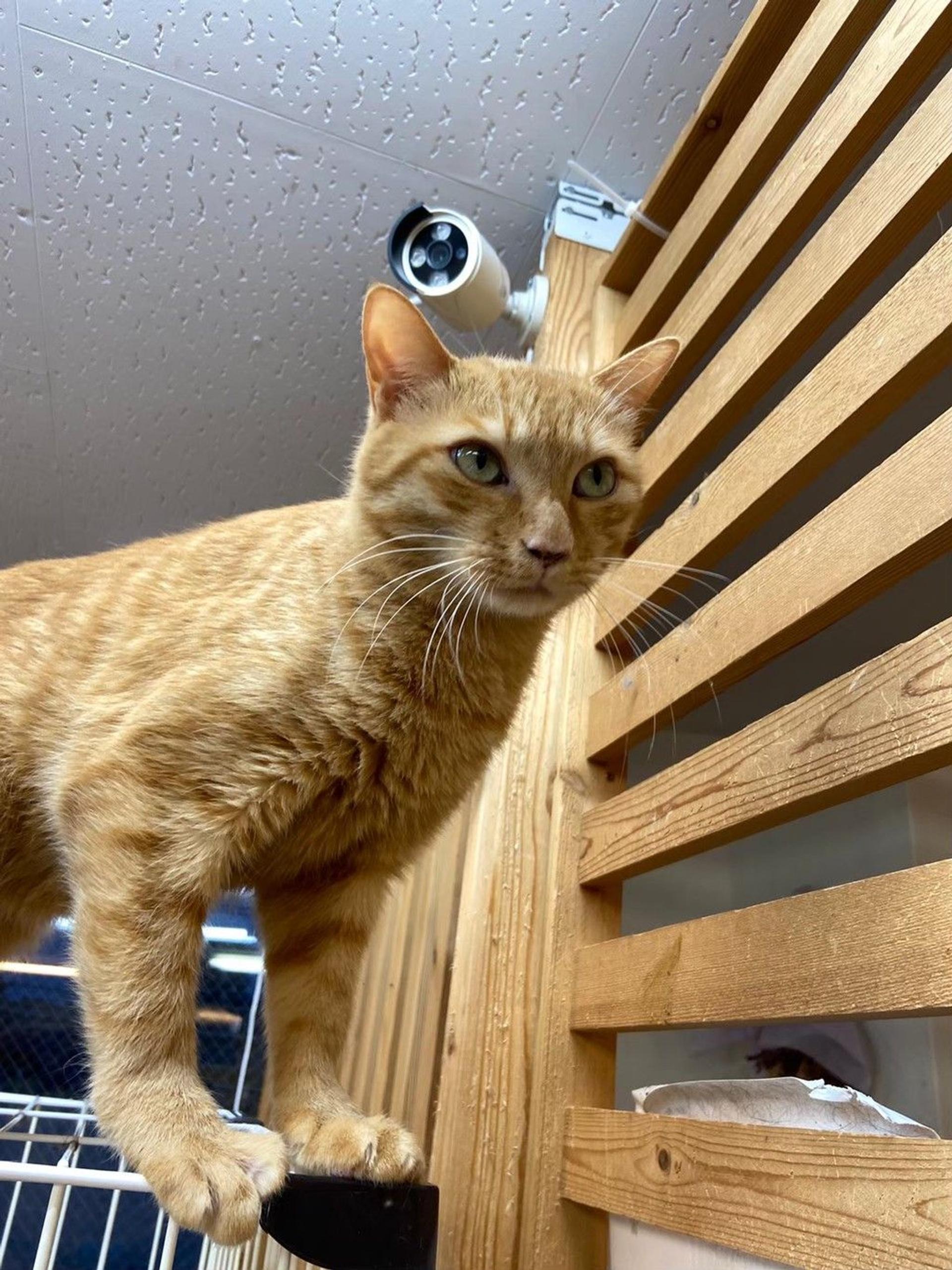 pet-image-5