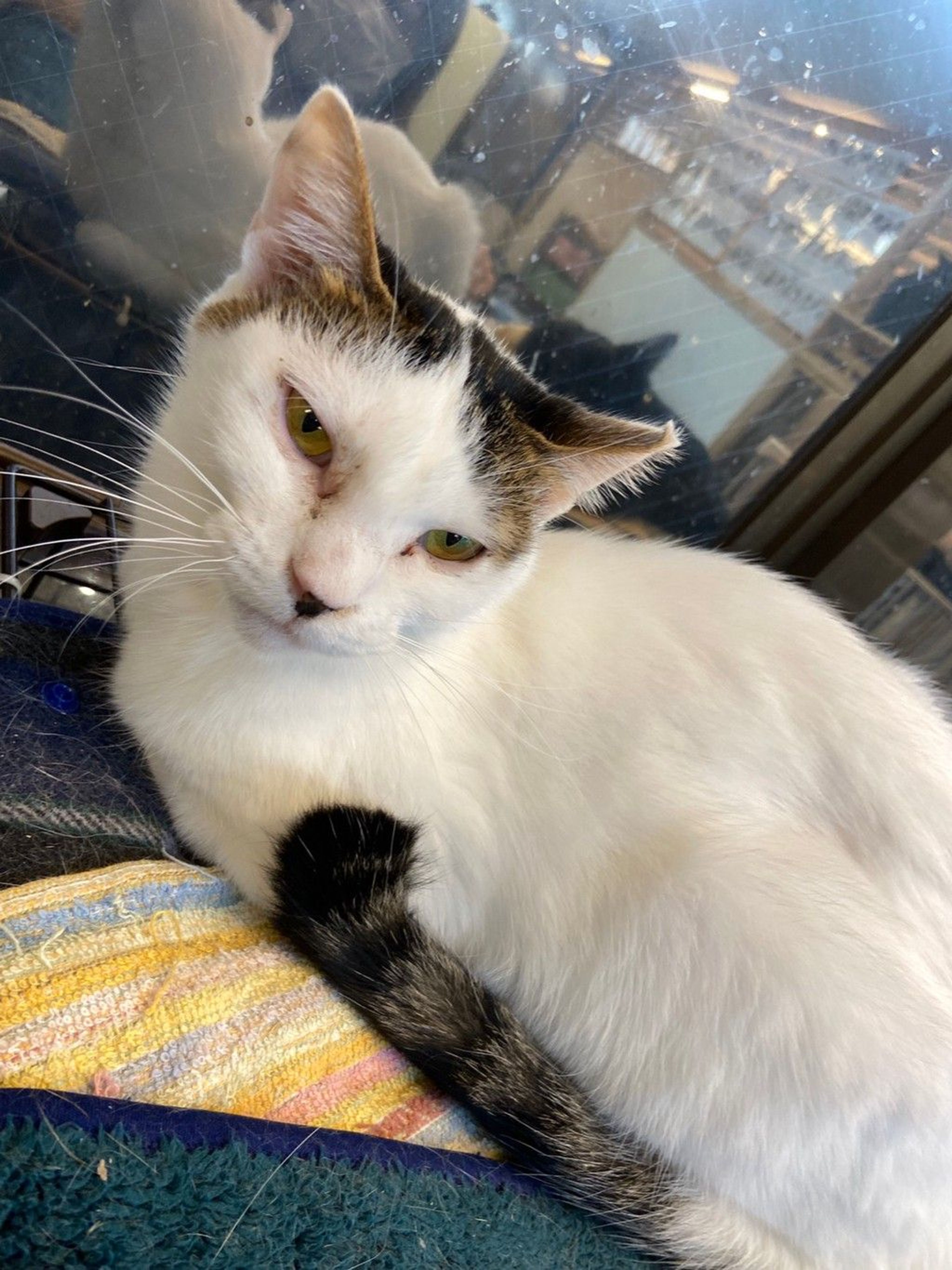 雑種（ミックス猫）・メスの里親募集の写真