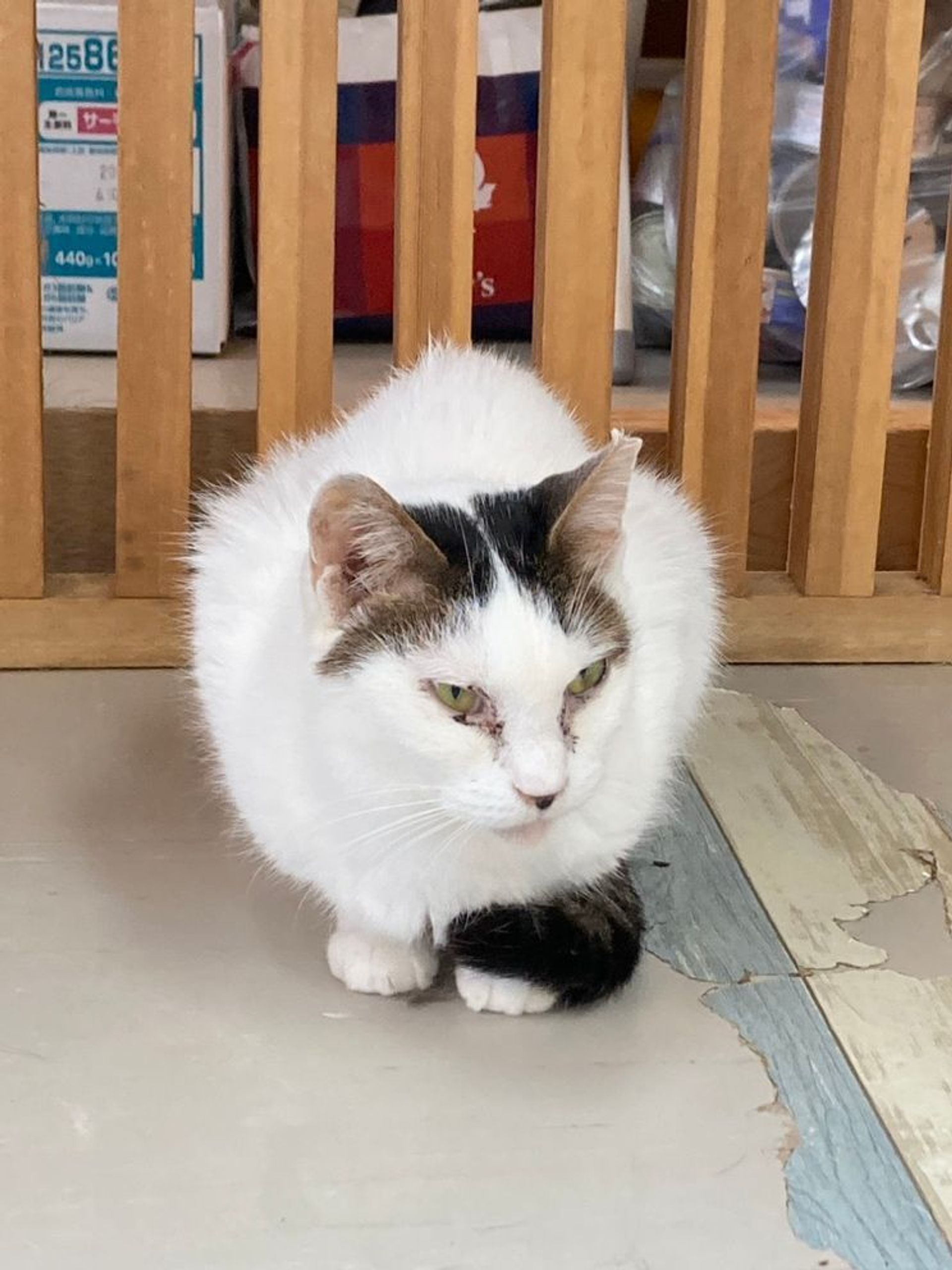 雑種（ミックス猫）・メスの里親募集の写真