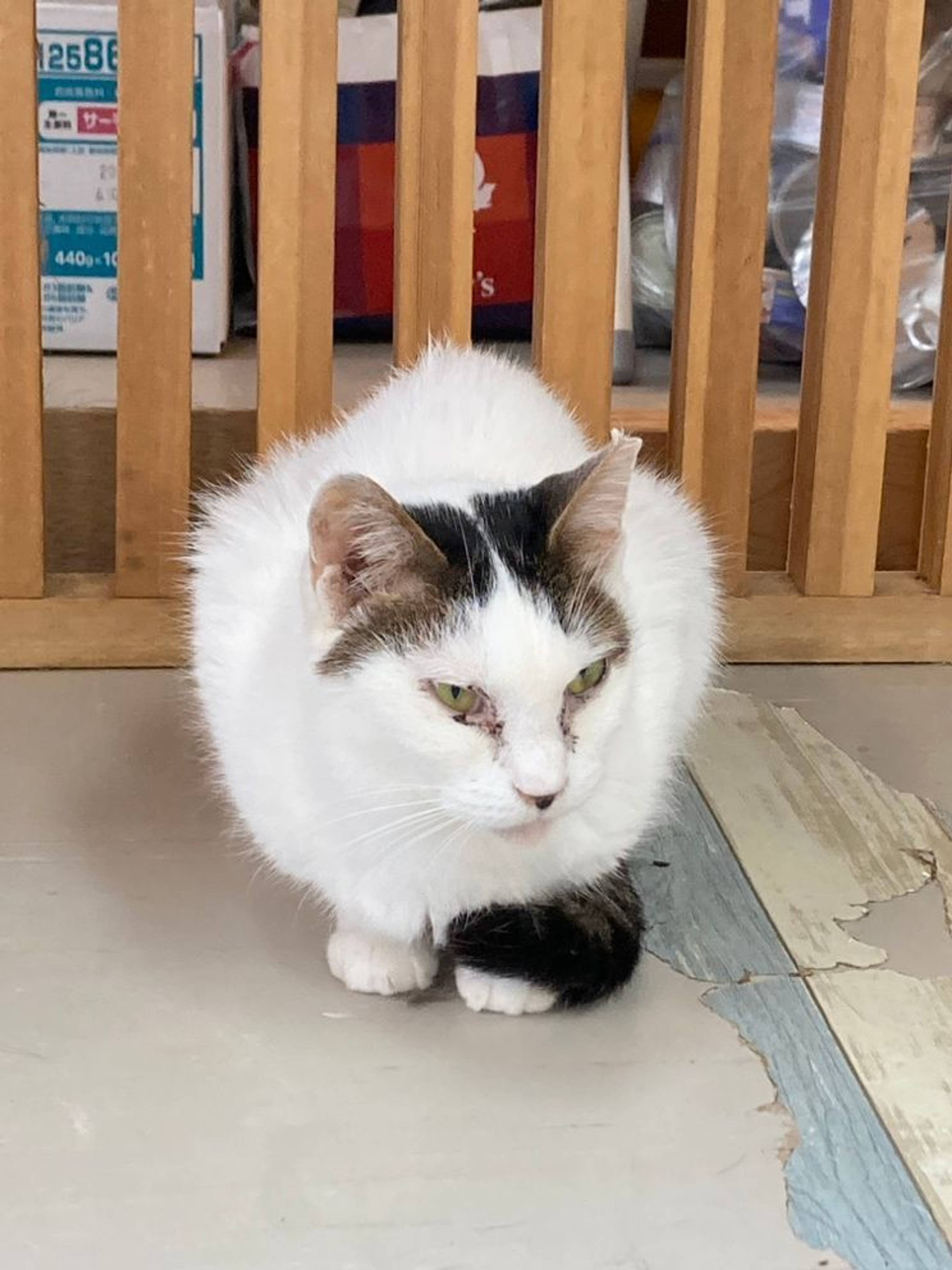 雑種（ミックス猫）・メスの里親募集の写真
