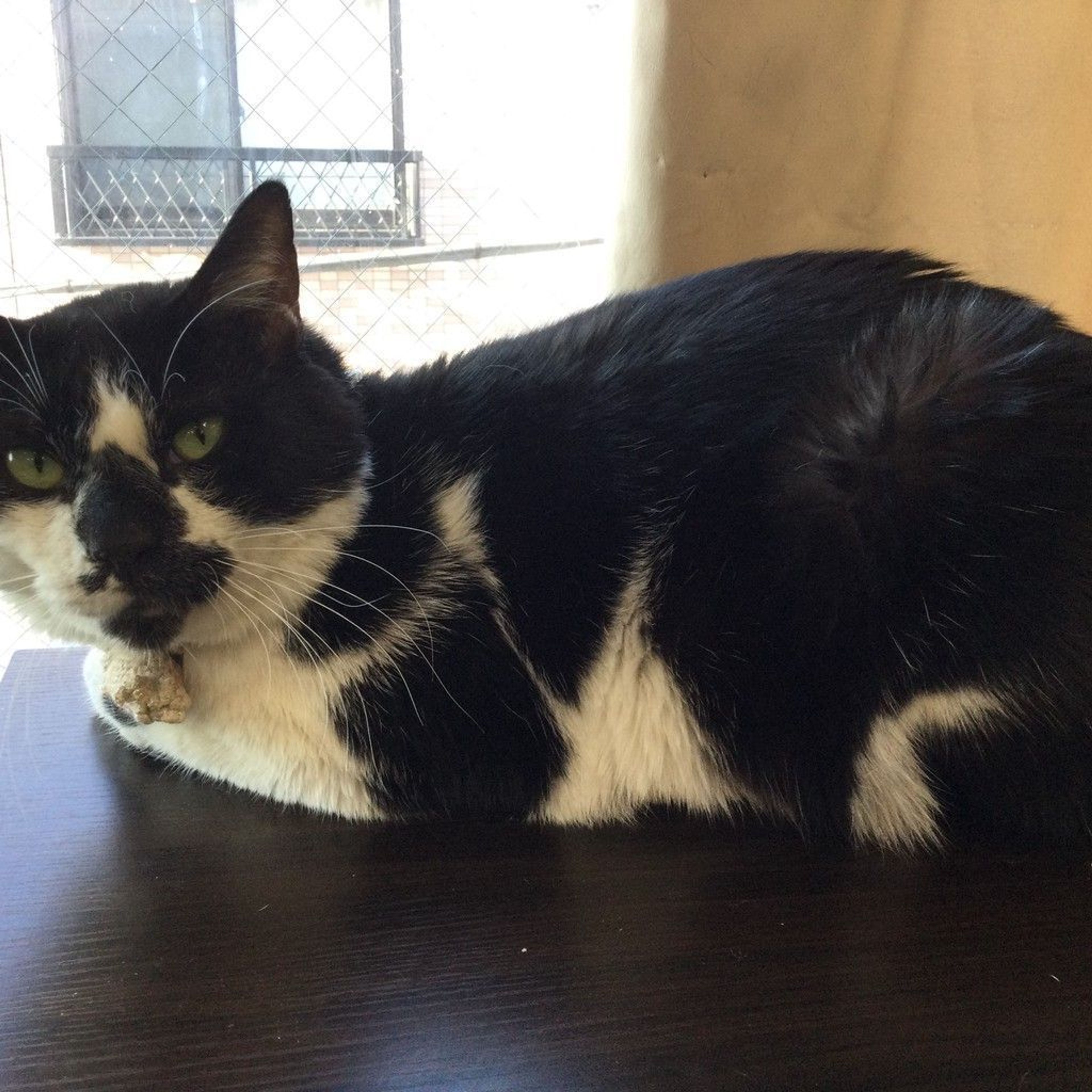 雑種（ミックス猫）・オスの里親募集の写真