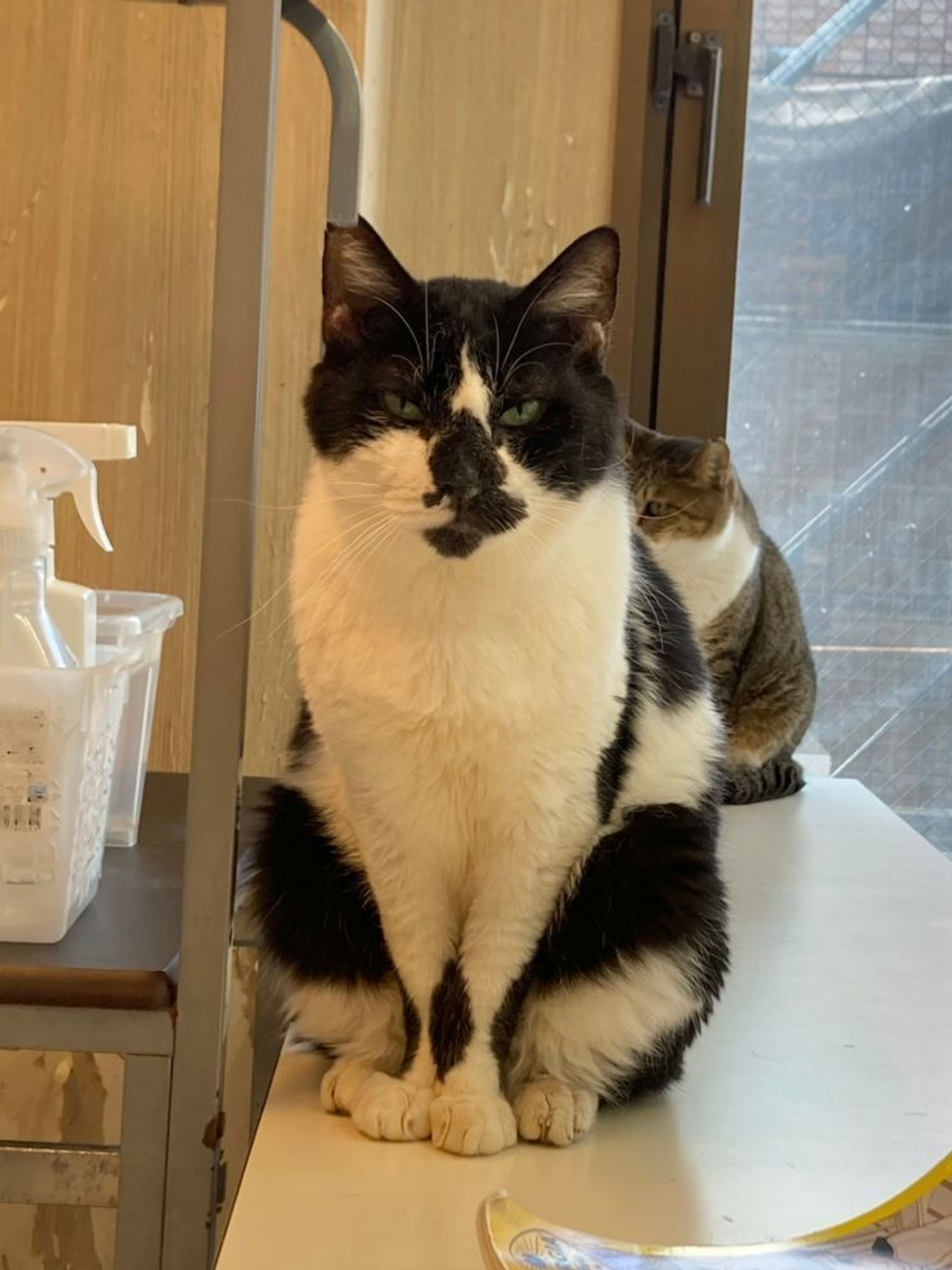 雑種（ミックス猫）・オスの里親募集の写真