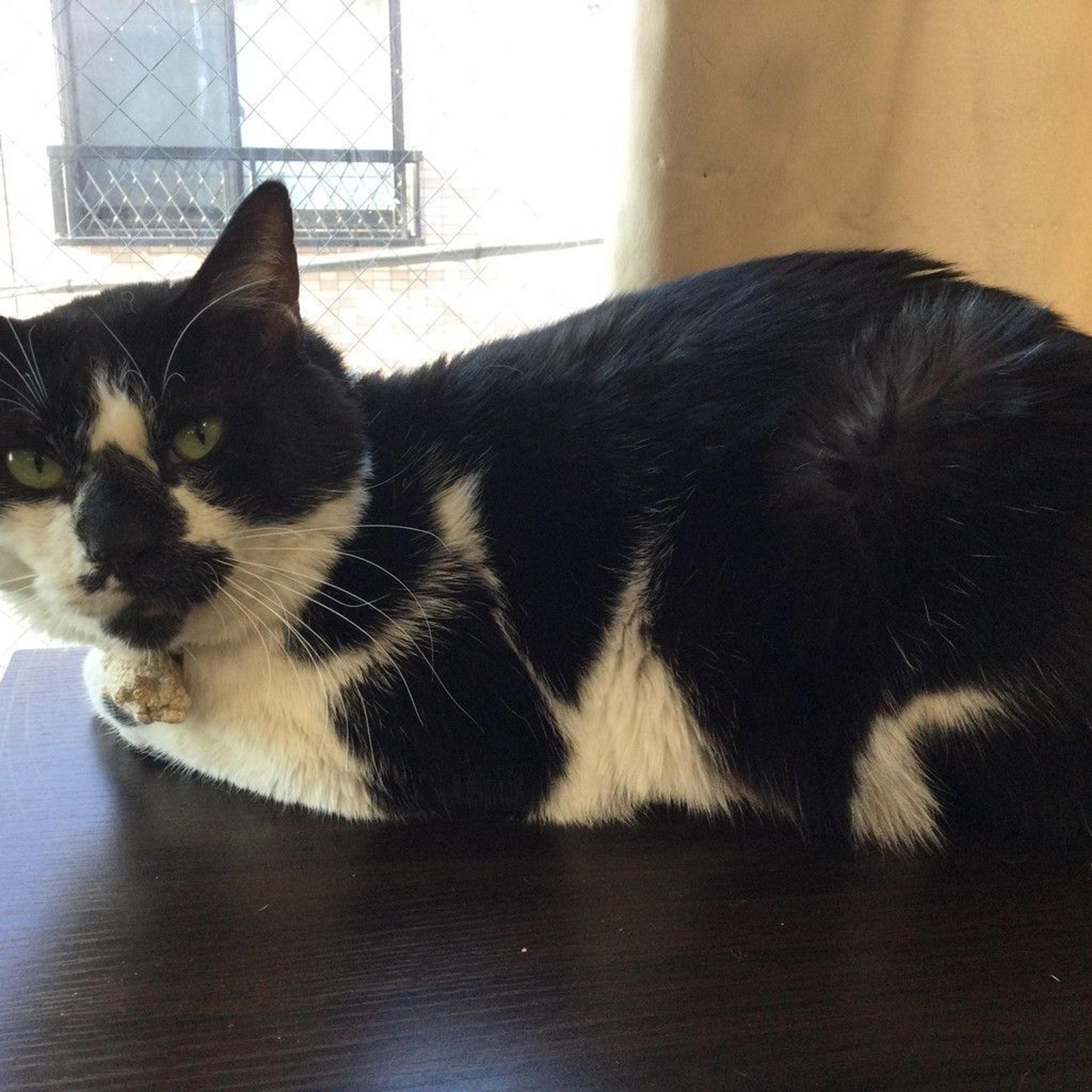 pet-image-2