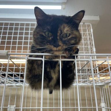 雑種（ミックス猫）・メスの里親募集の写真