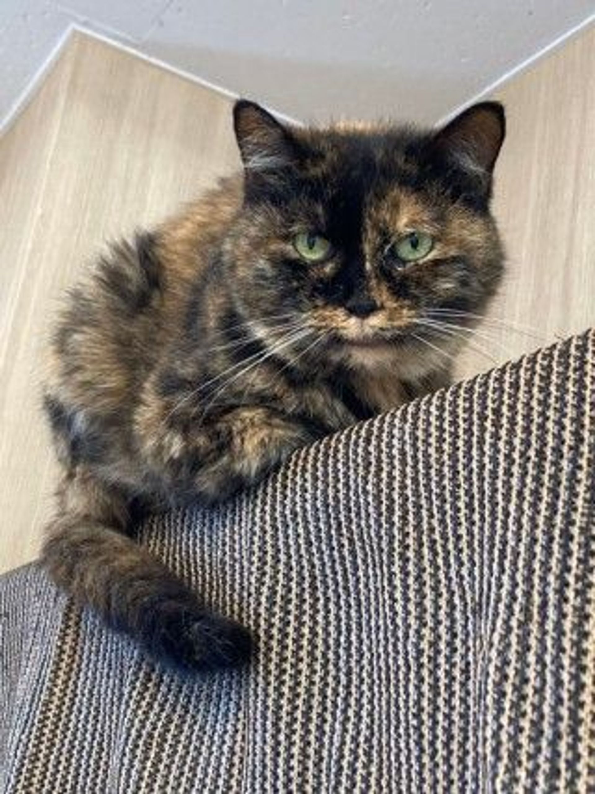雑種（ミックス猫）・メスの里親募集の写真