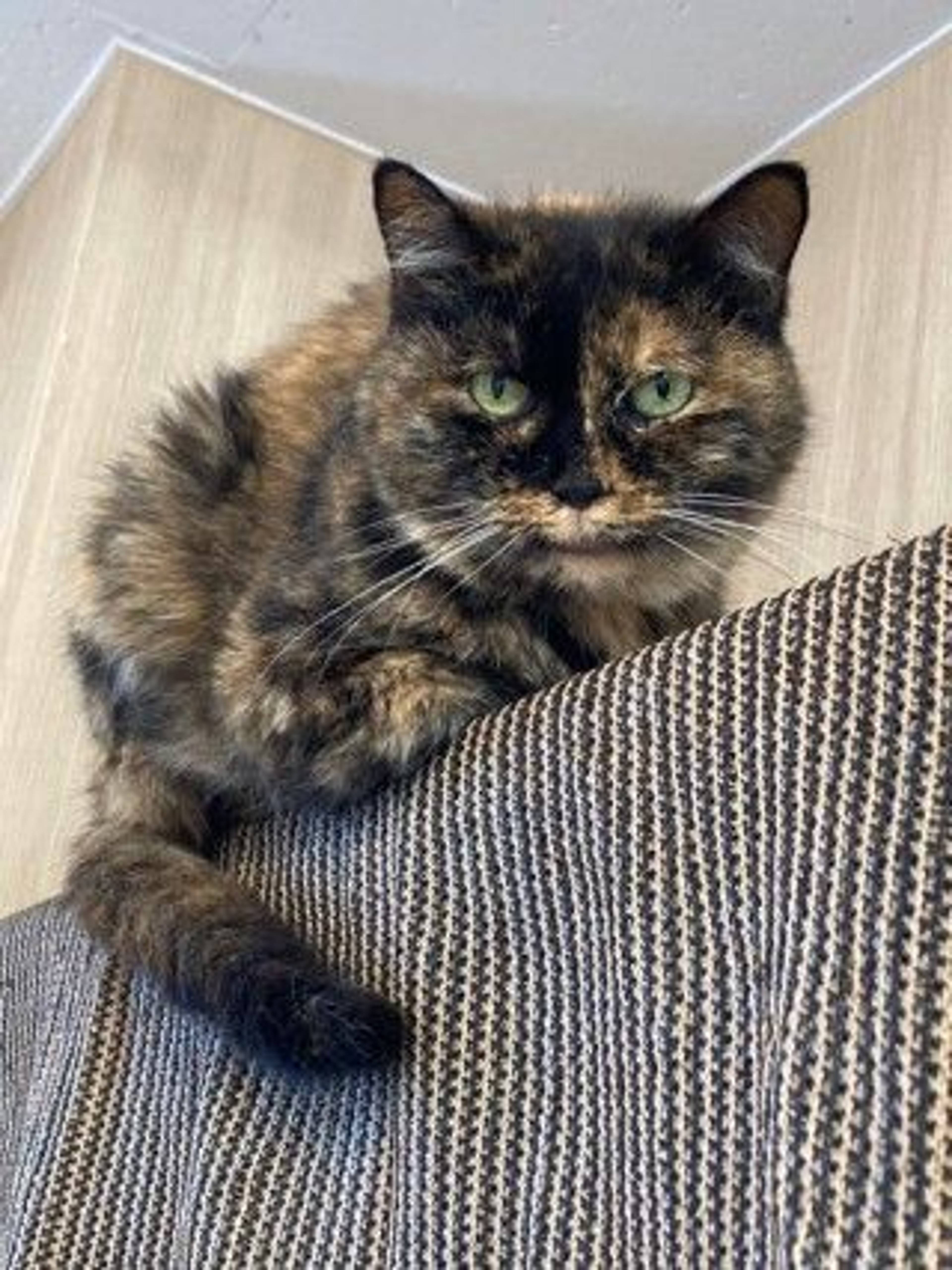 雑種（ミックス猫）・メスの里親募集の写真