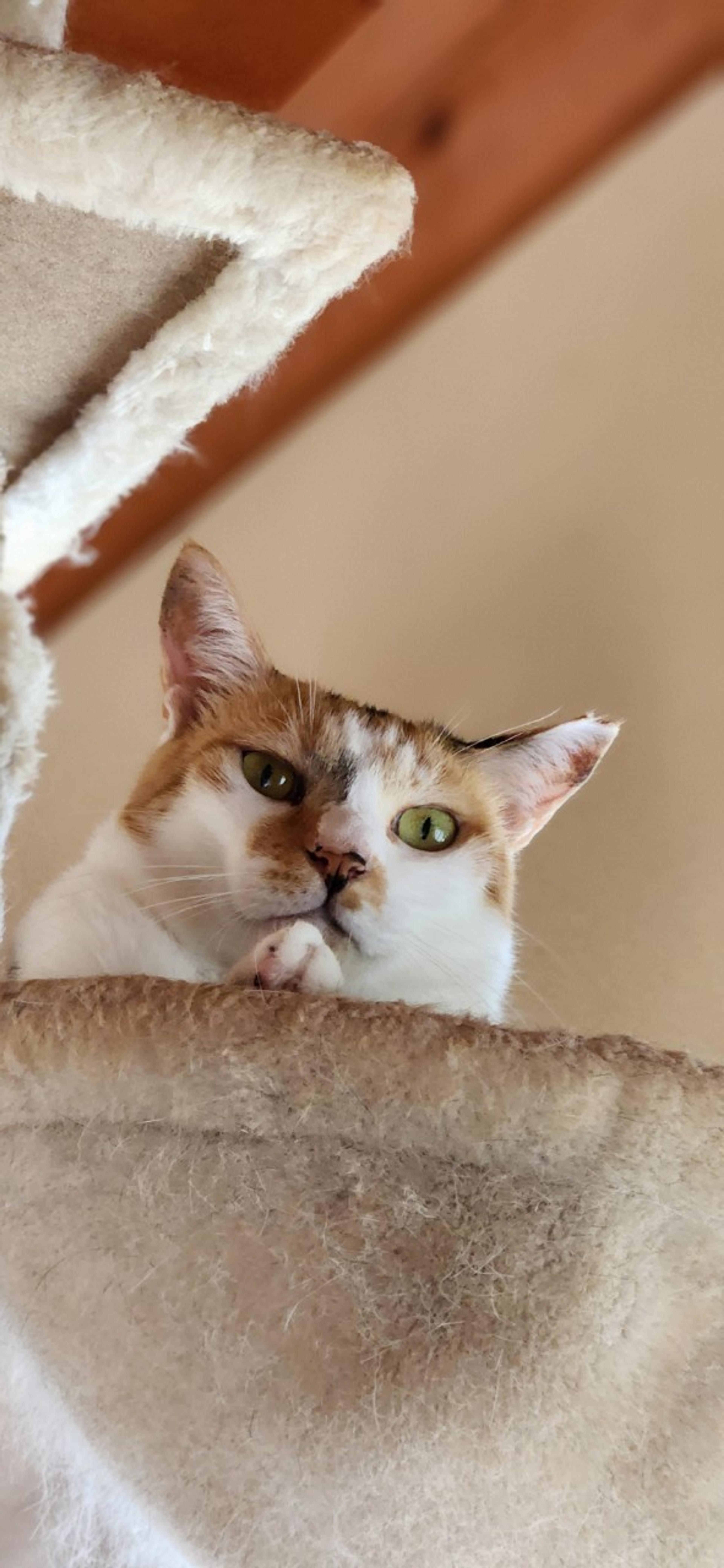 pet-image-5