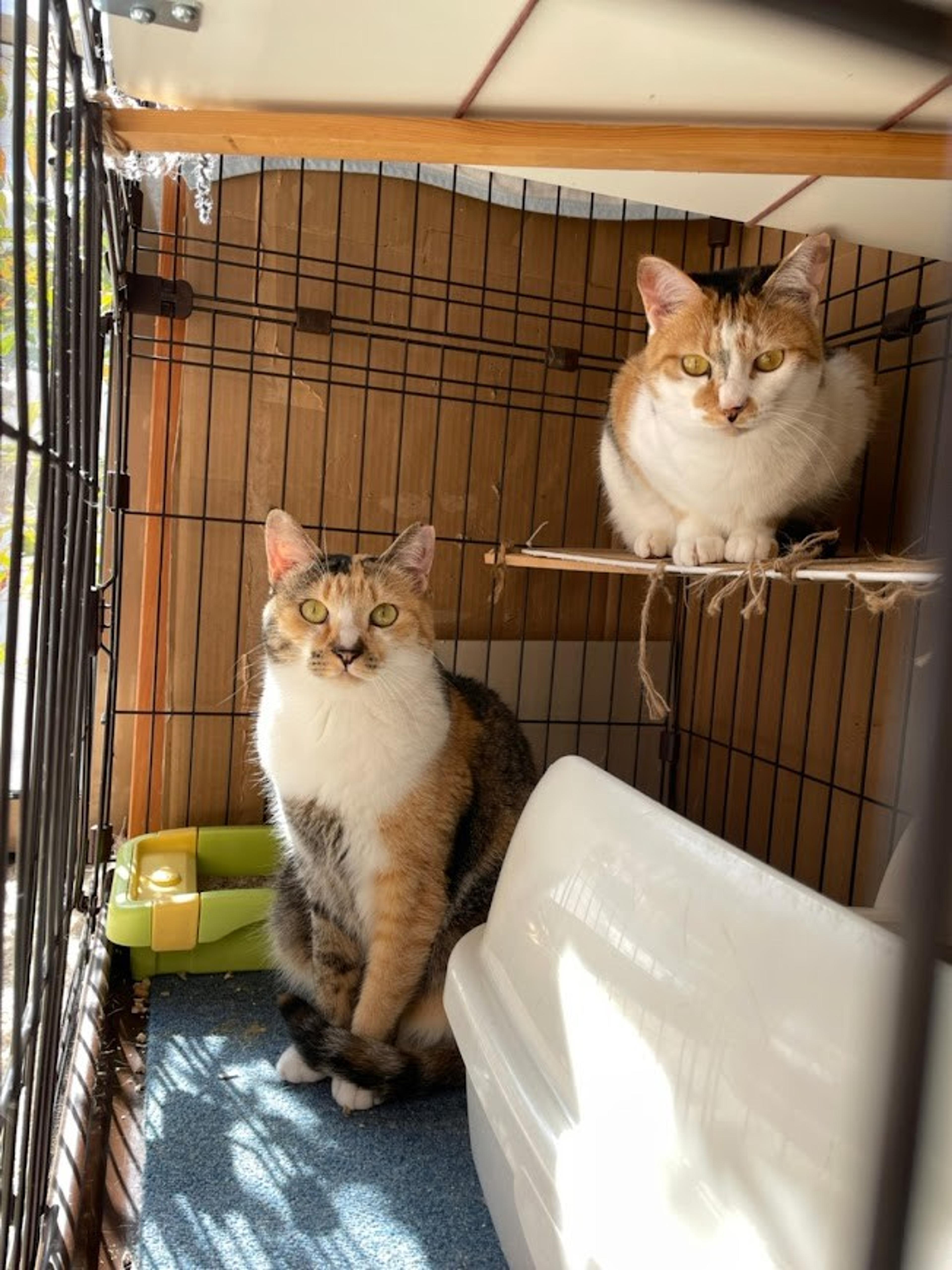 pet-image-3