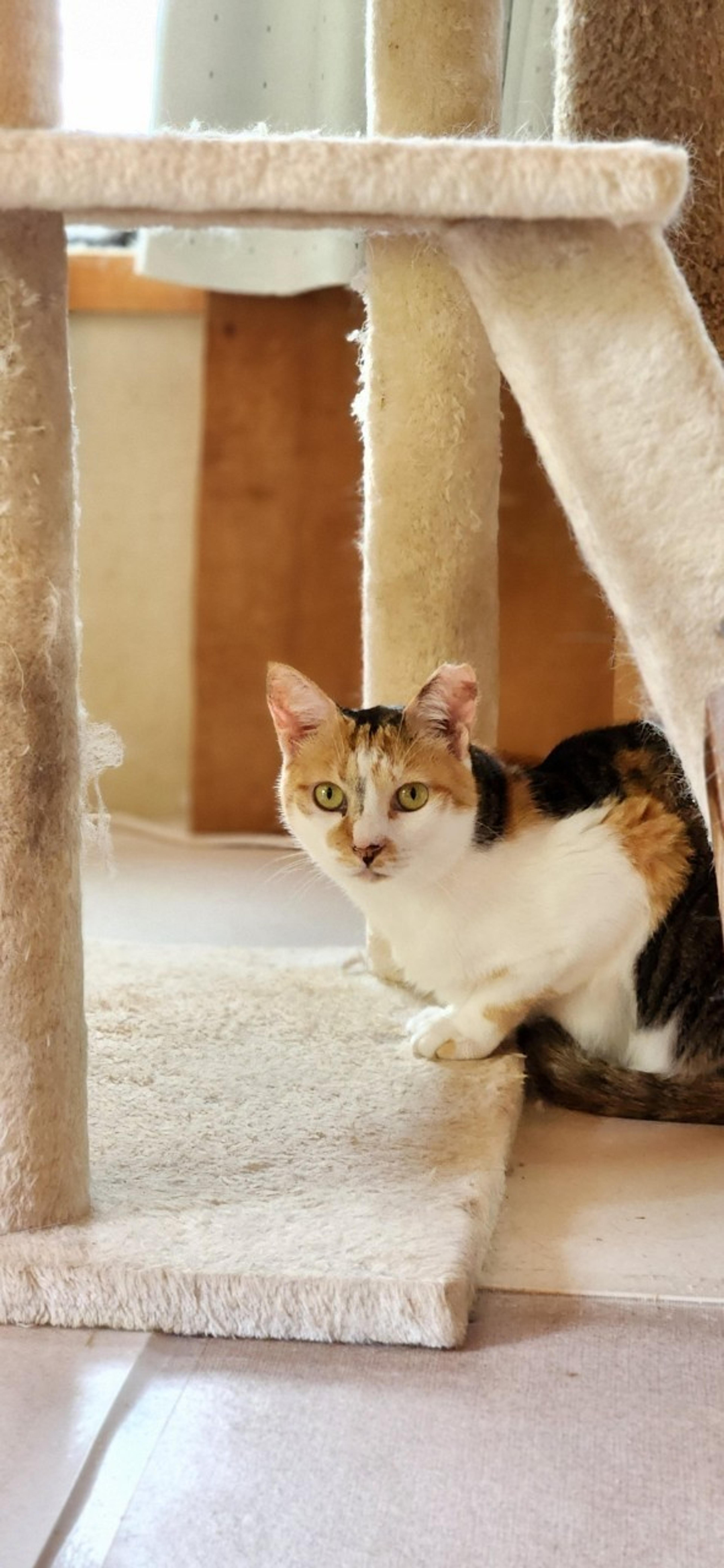 pet-image-2