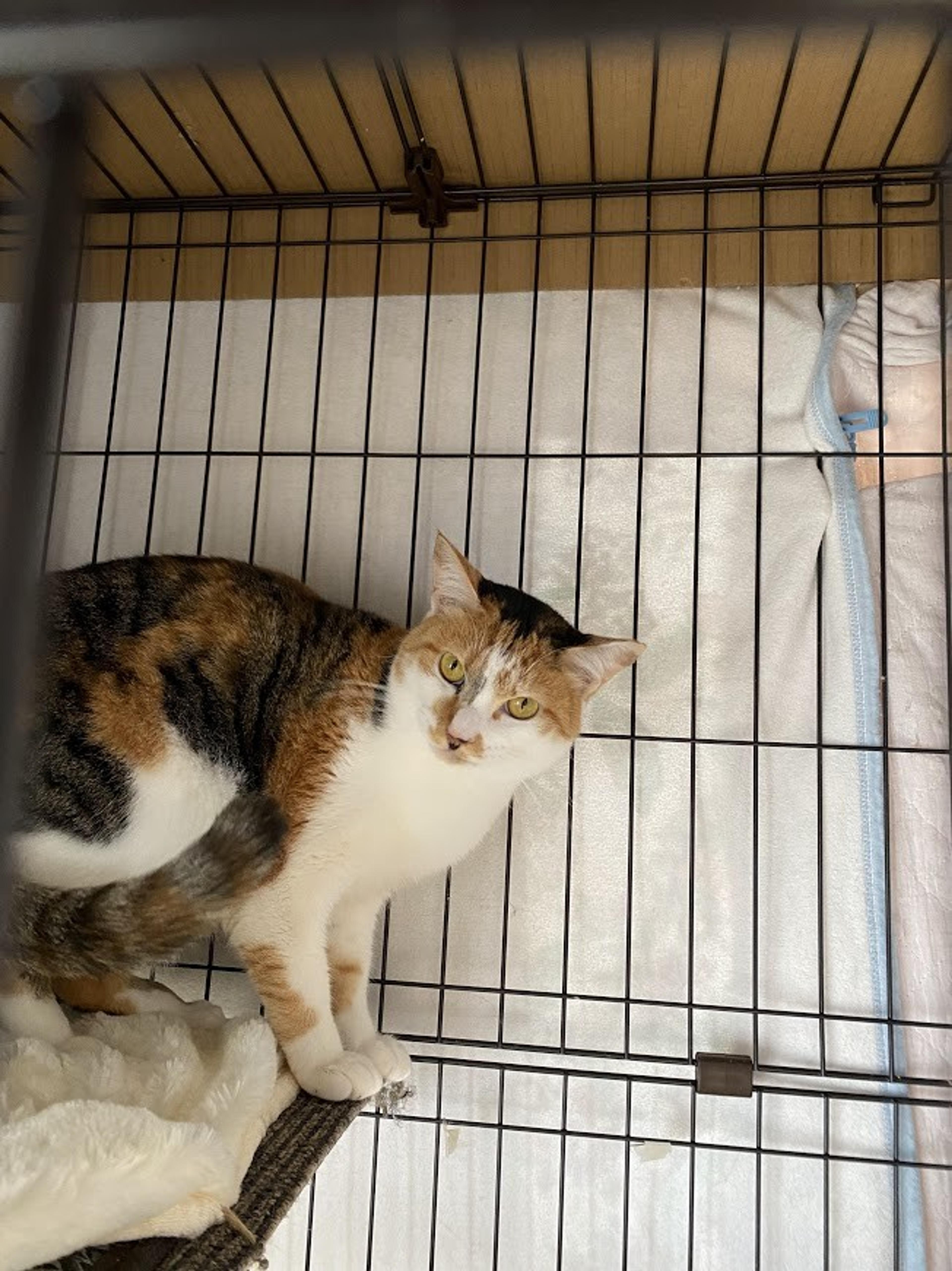 pet-image-4