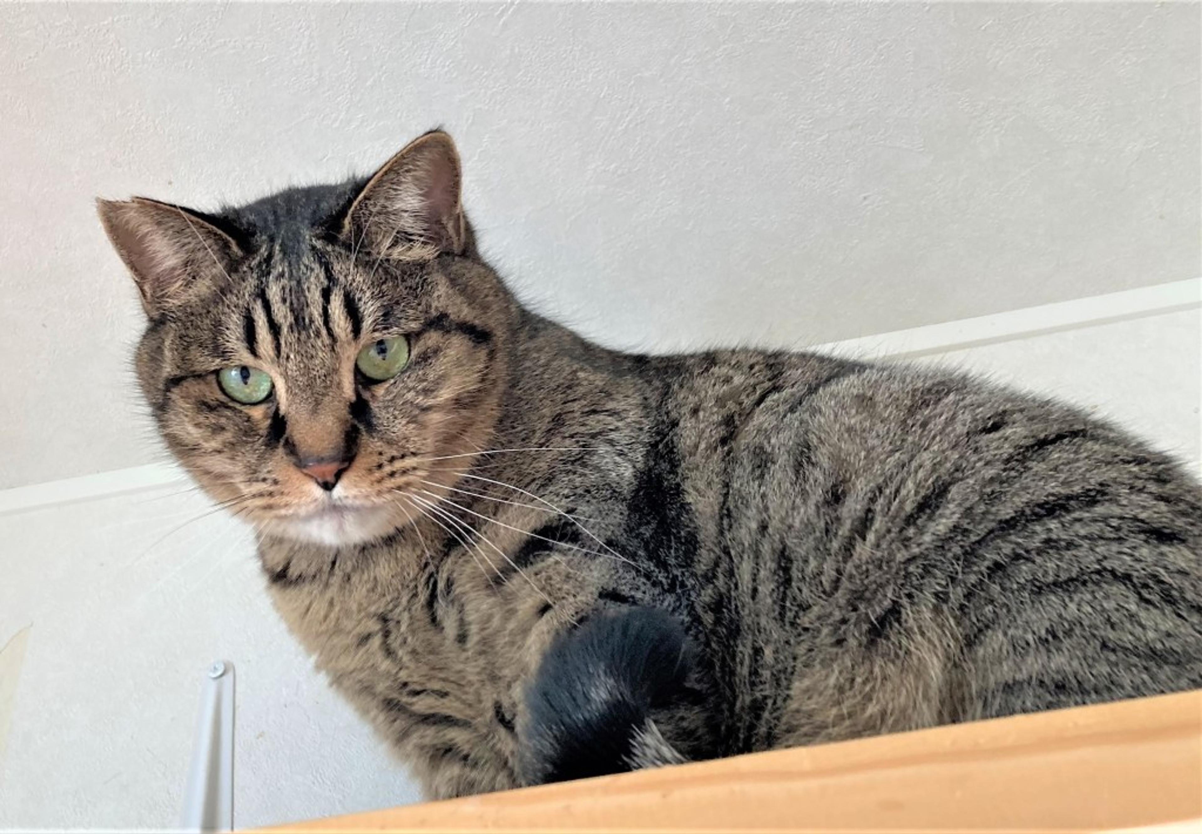 pet-image-8