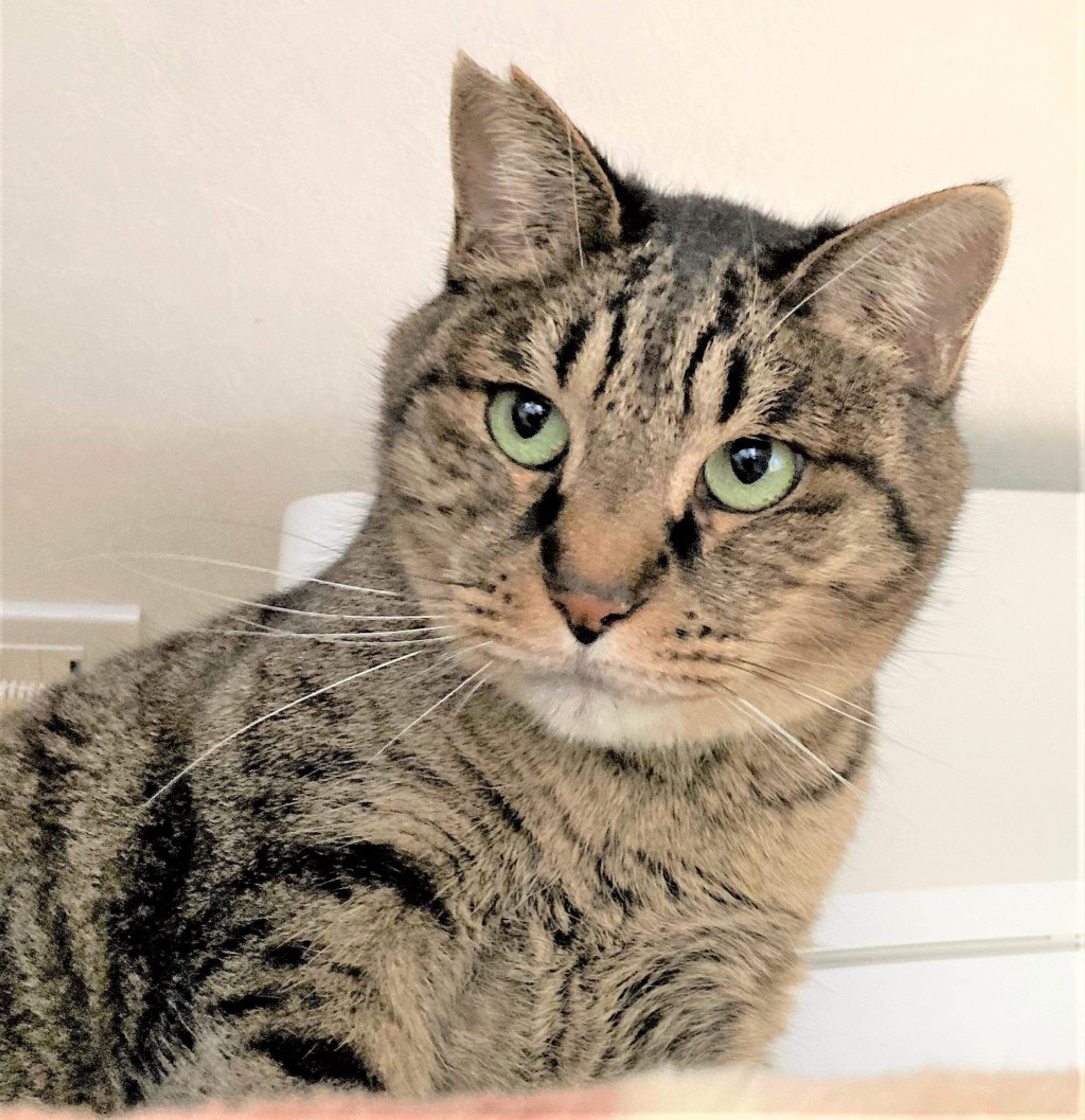 pet-image-3