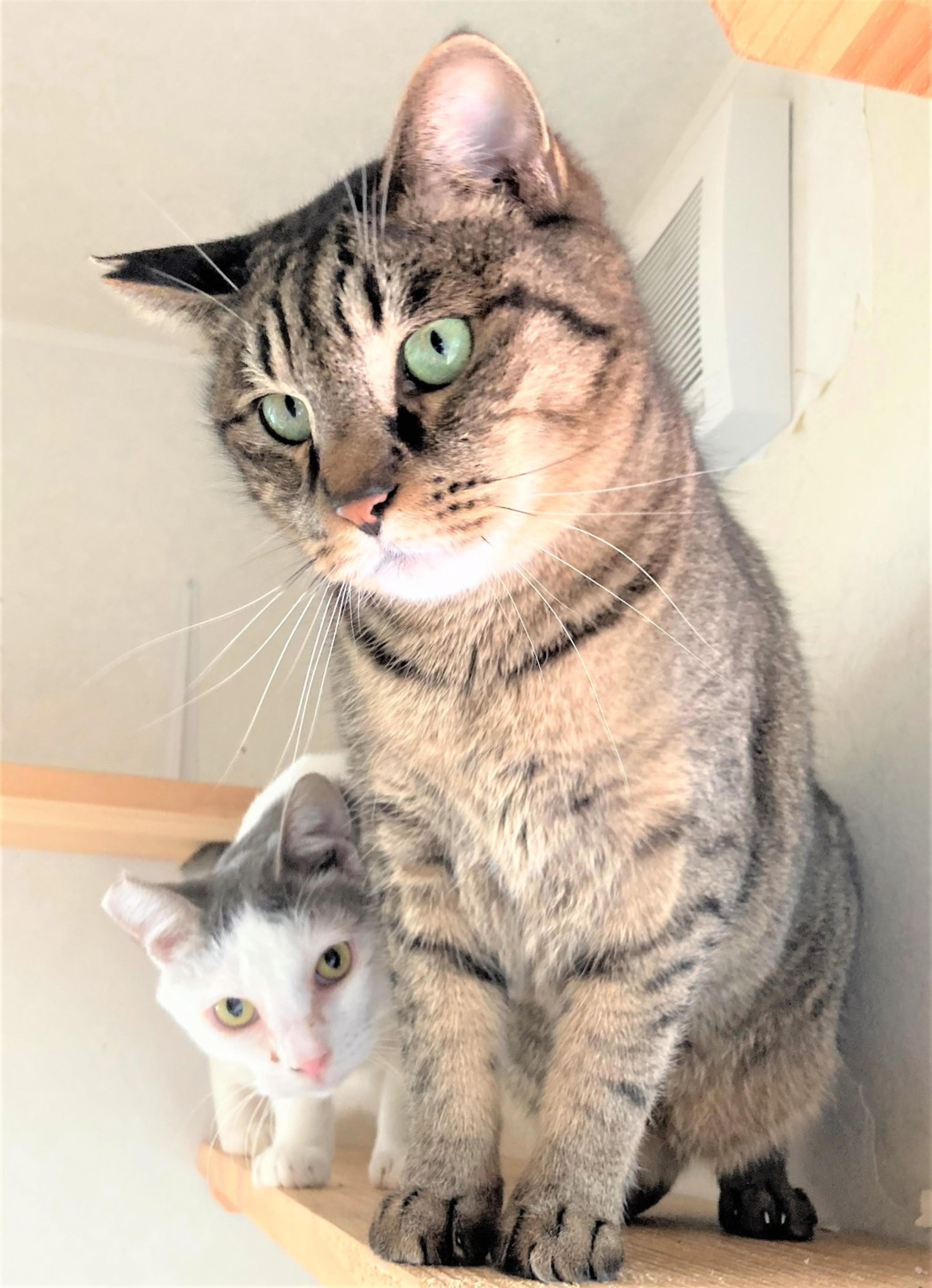 pet-image-4