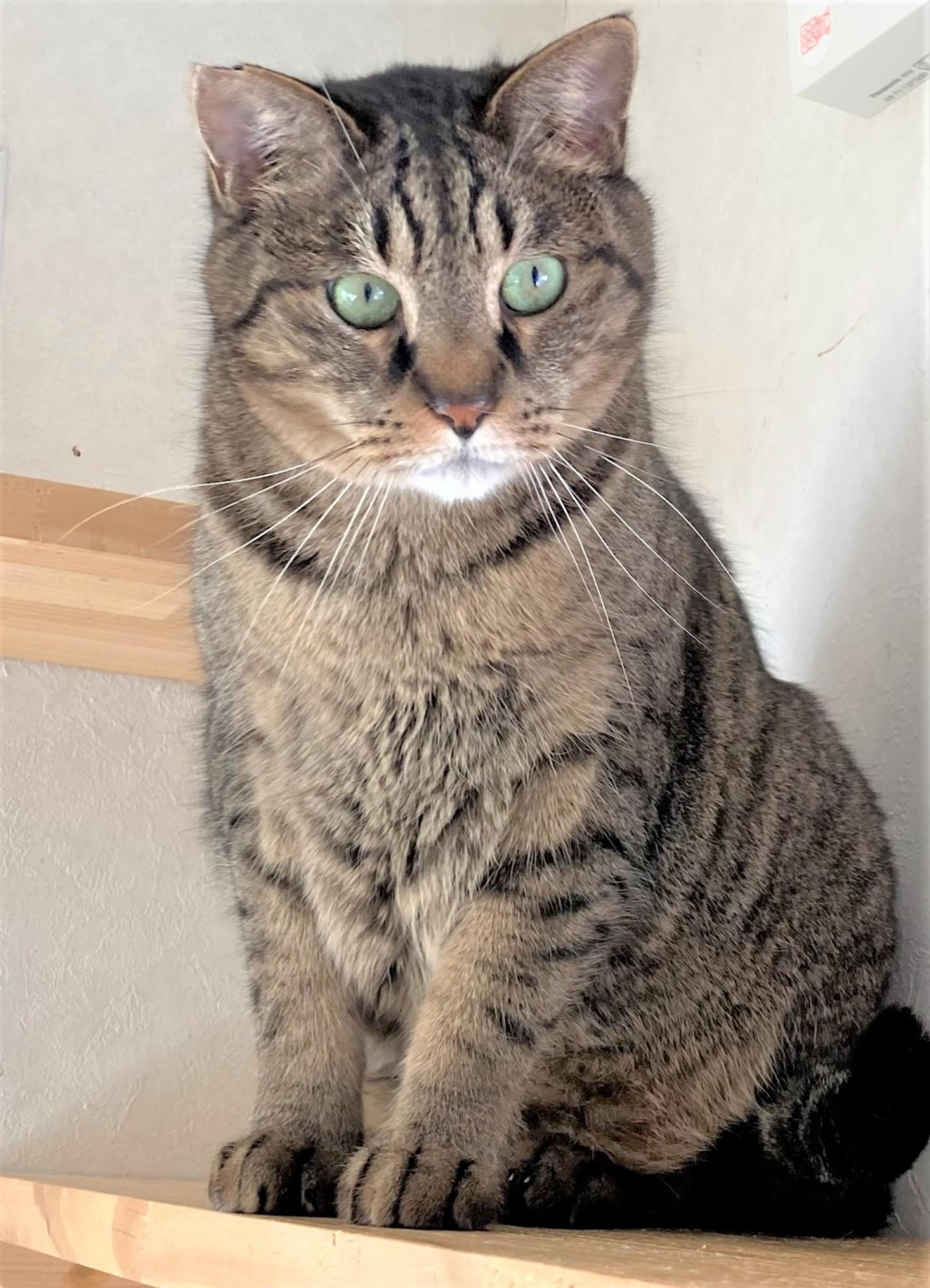 pet-image-5