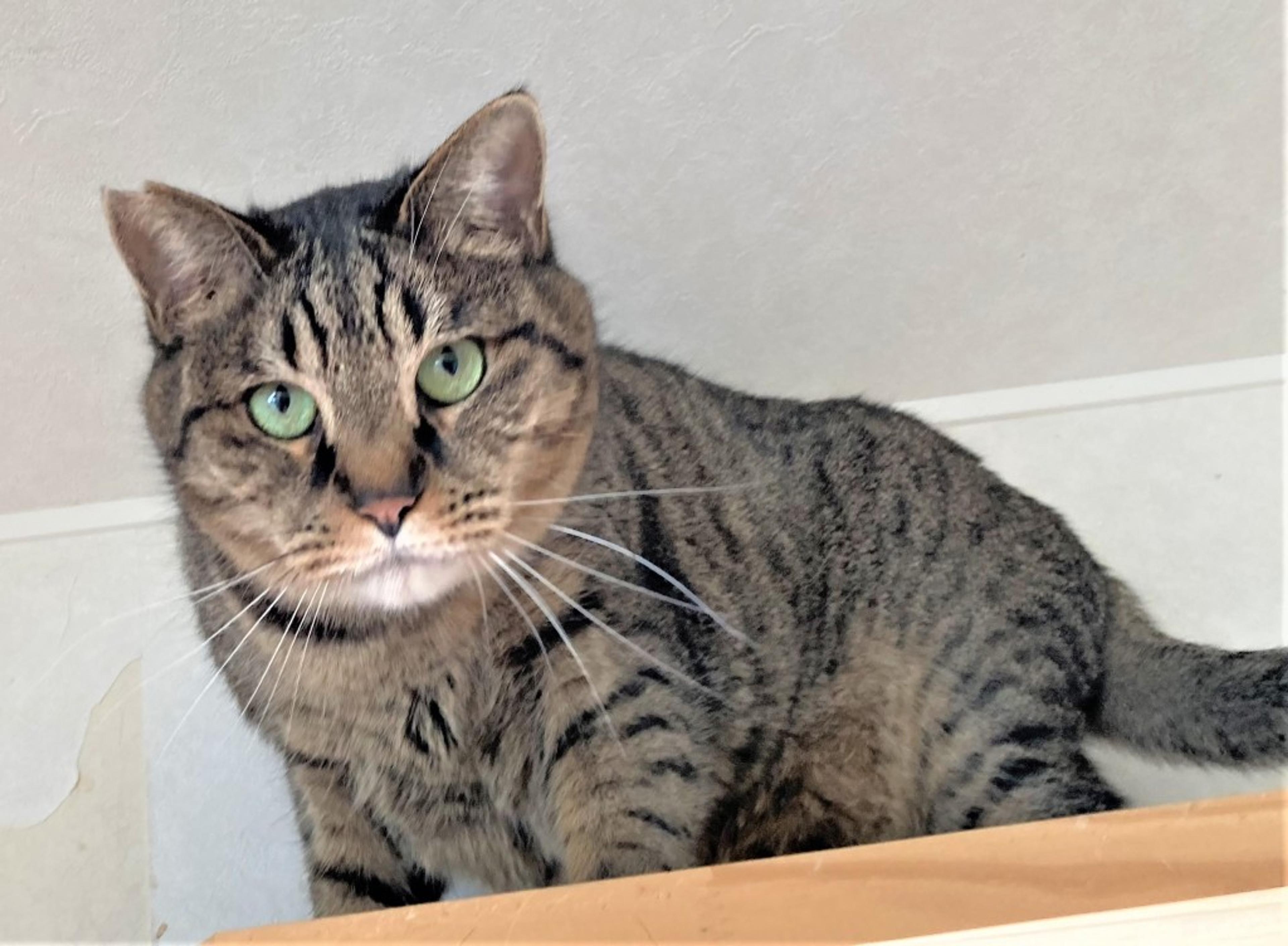 pet-image-6