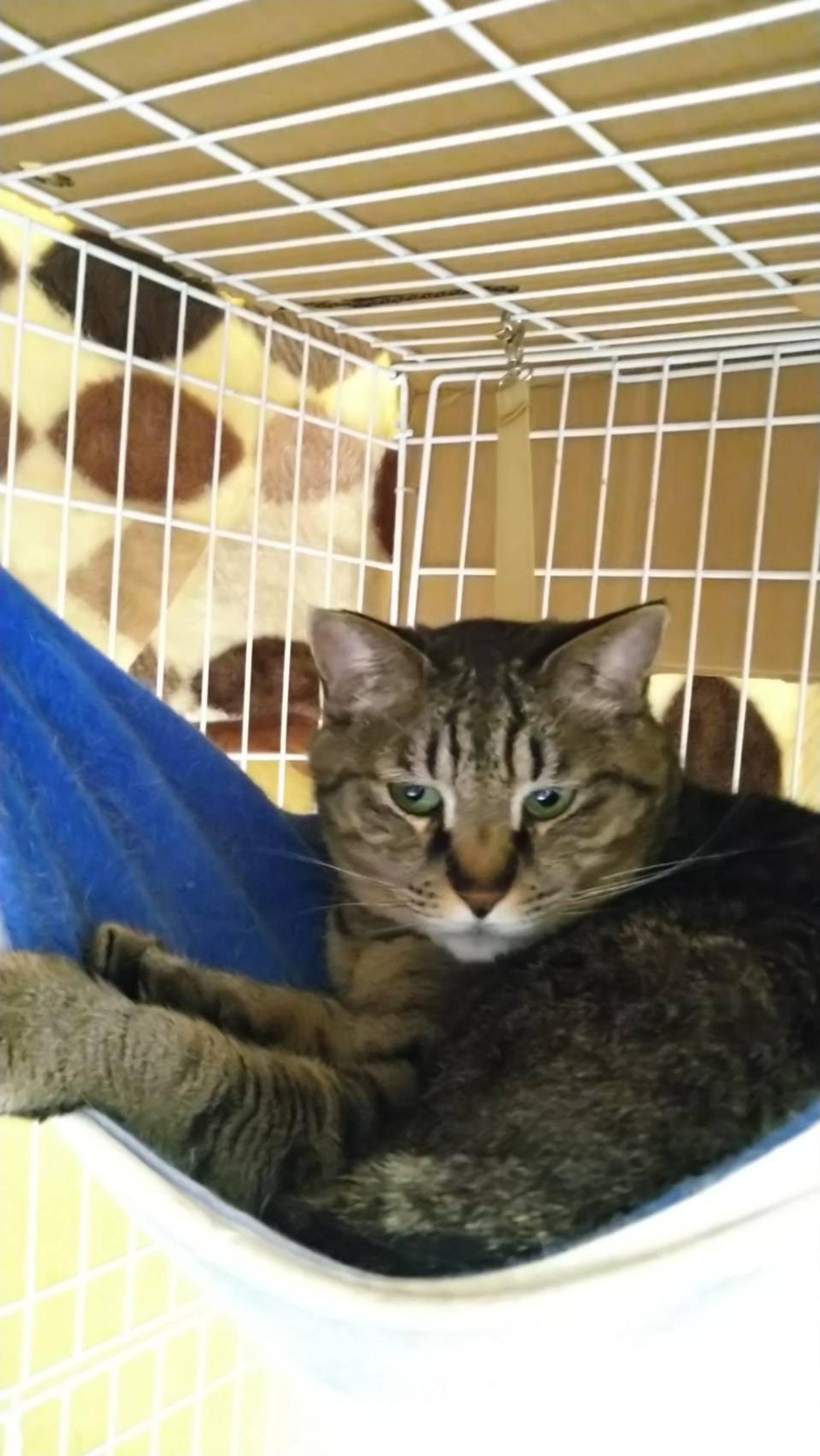 pet-image-7