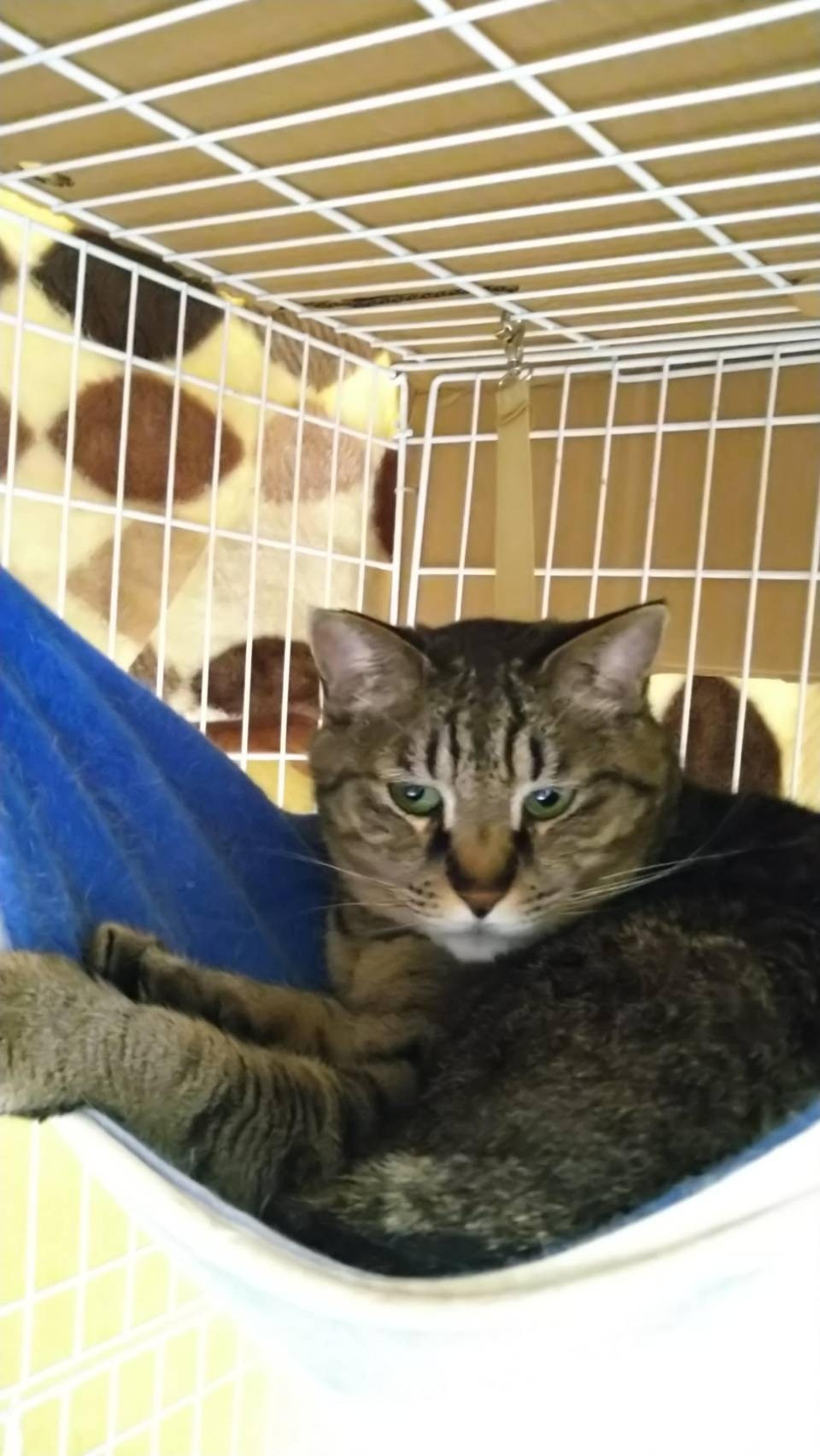 pet-image-7