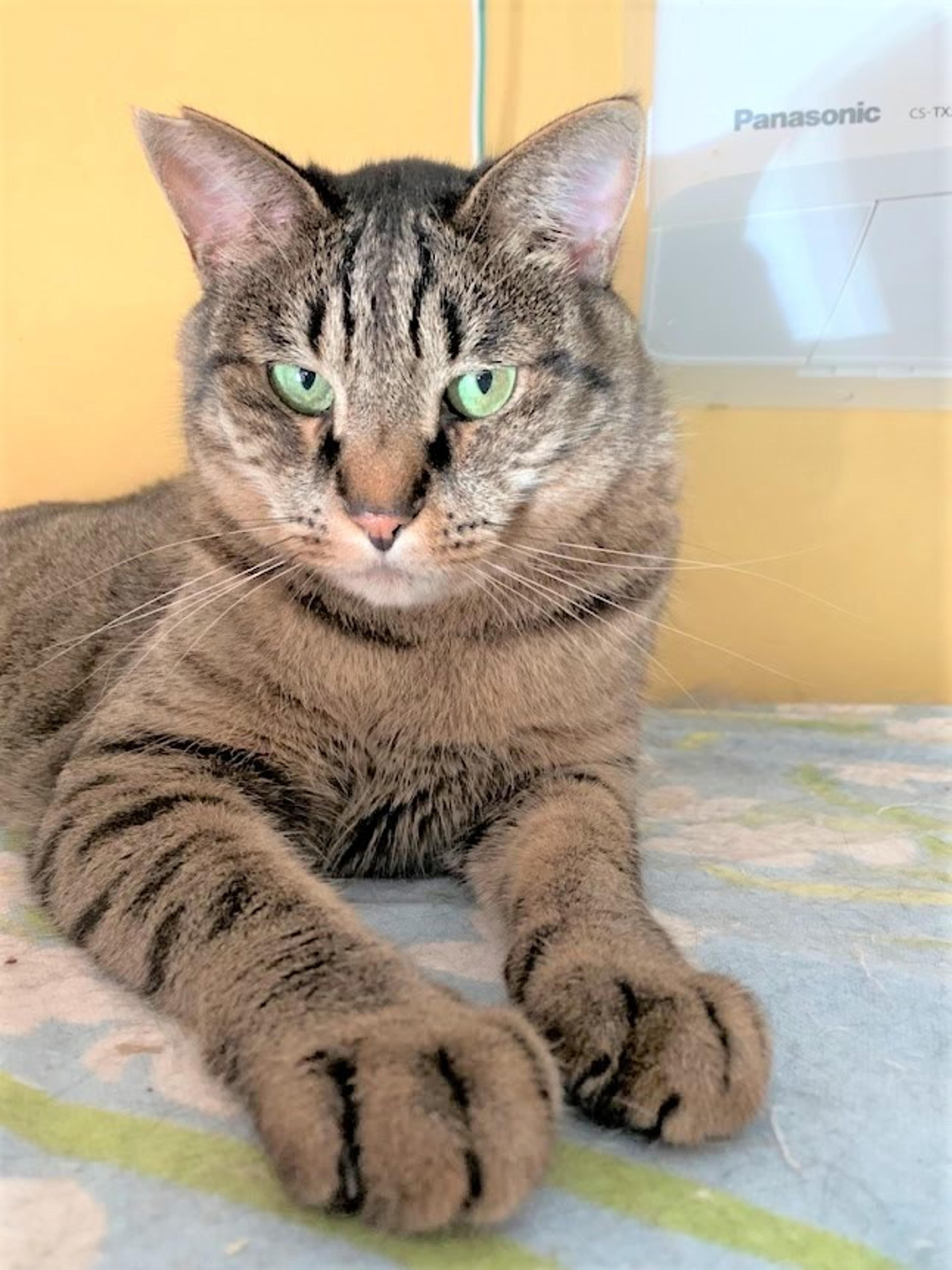 pet-image-2