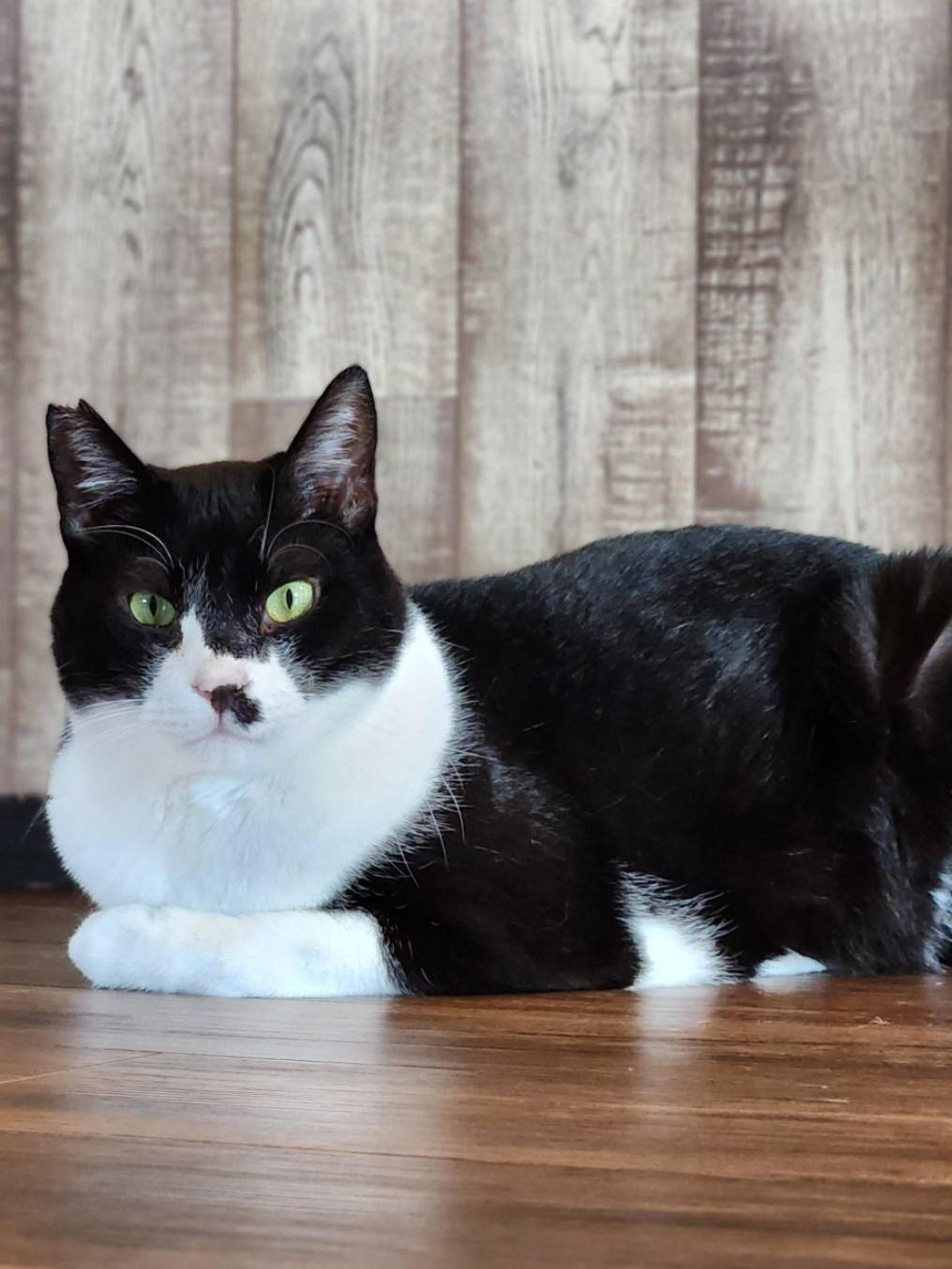 pet-image-2