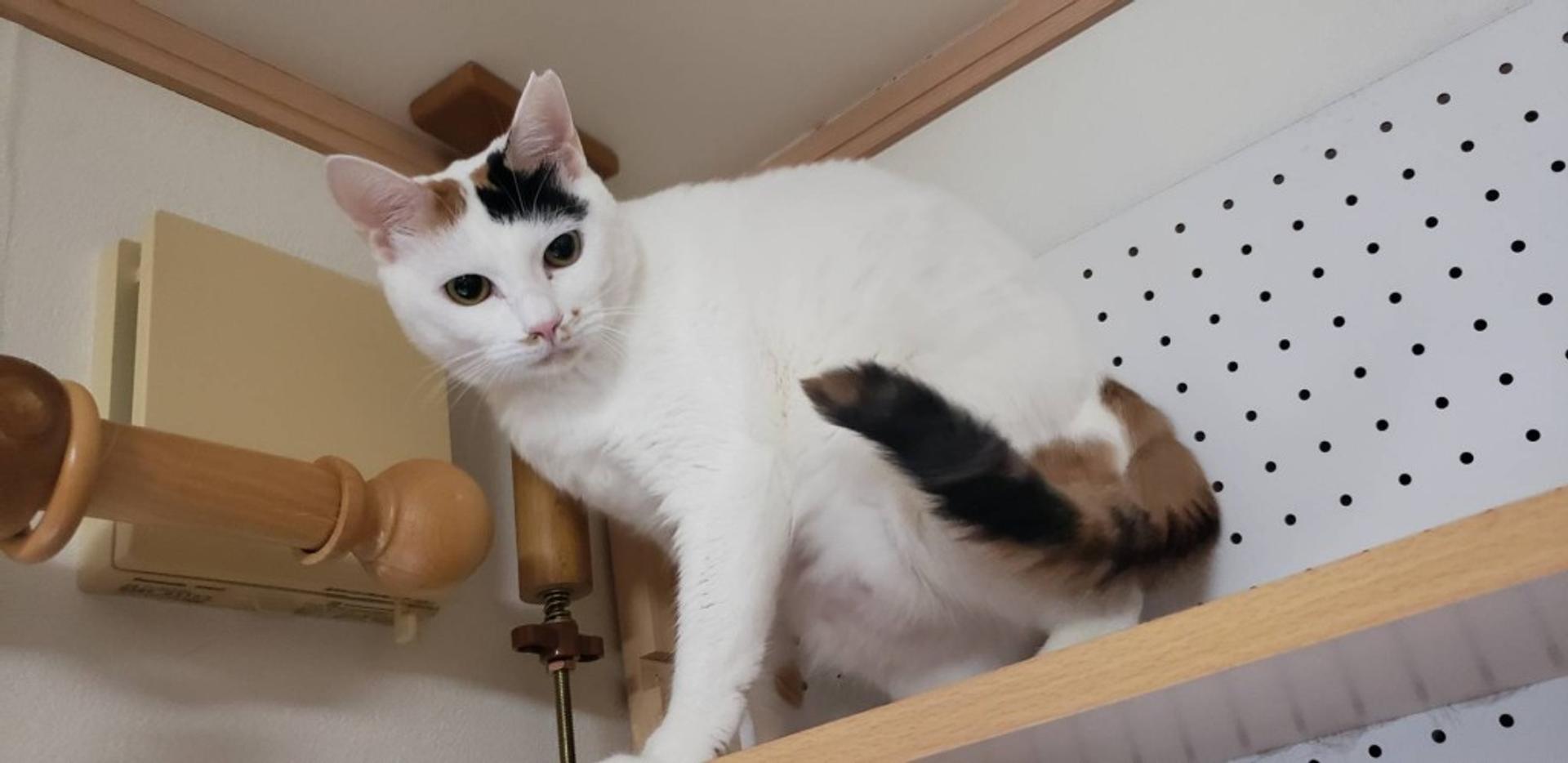 pet-image-2