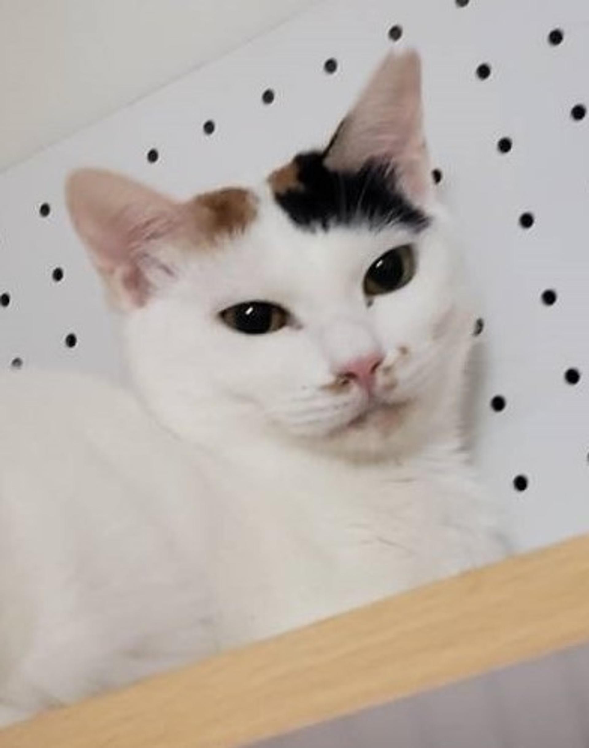 pet-image-3