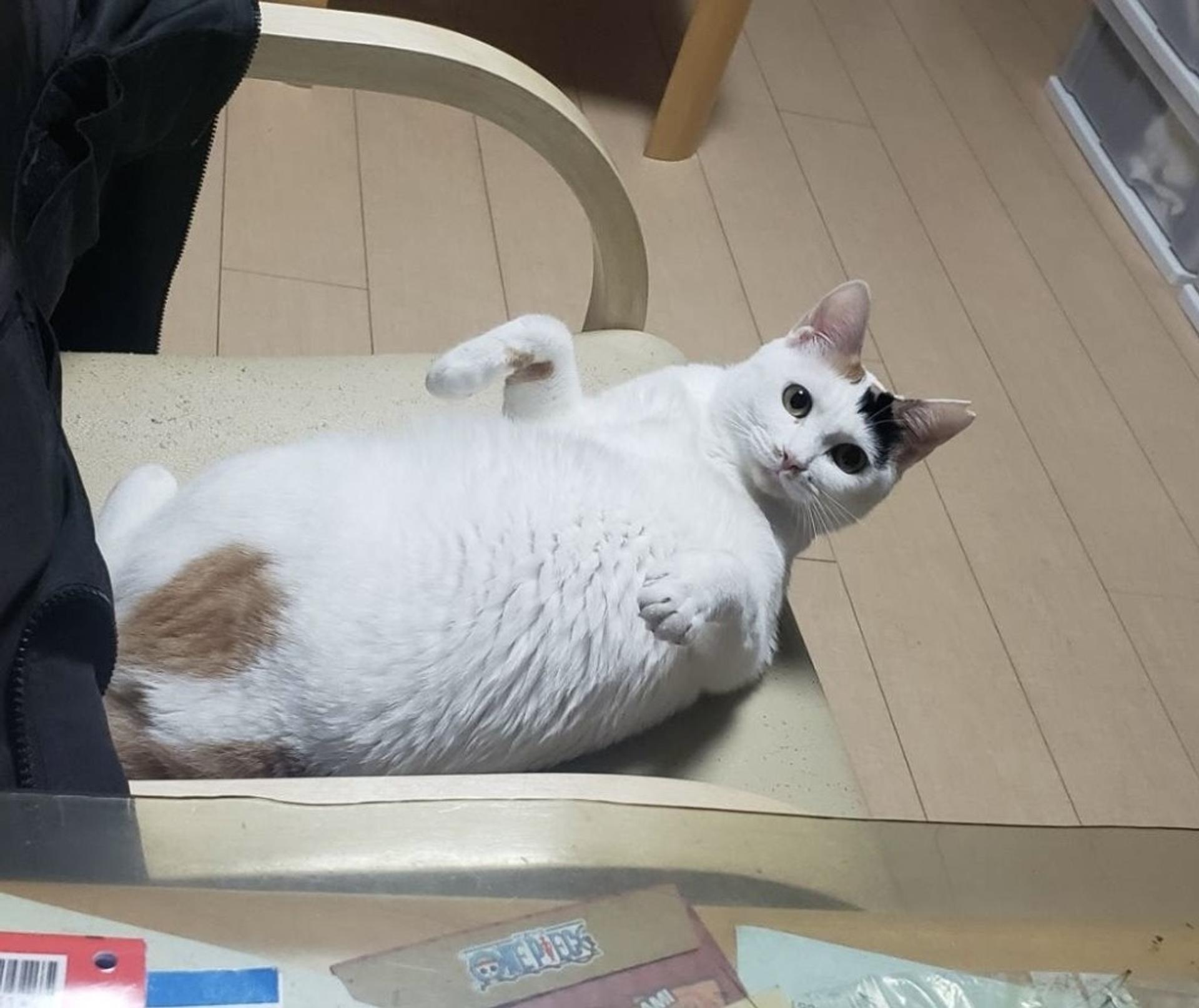 pet-image-5