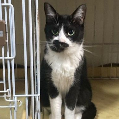 雑種（ミックス猫）・メスの里親募集の写真