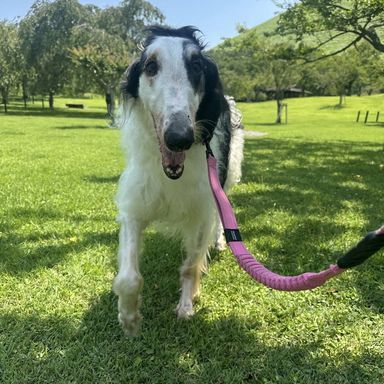 ボルゾイ・オスの里親募集の写真