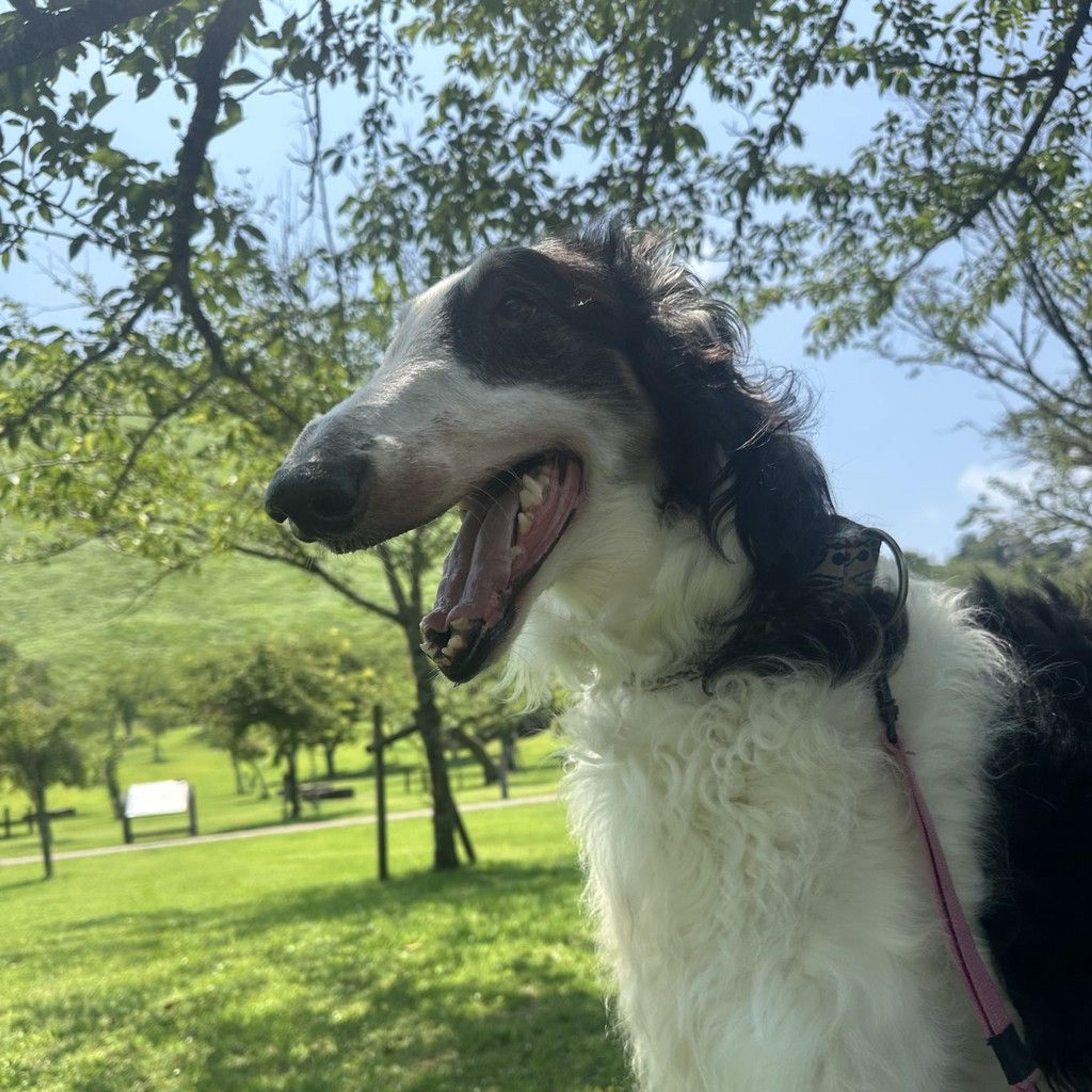 pet-image-3