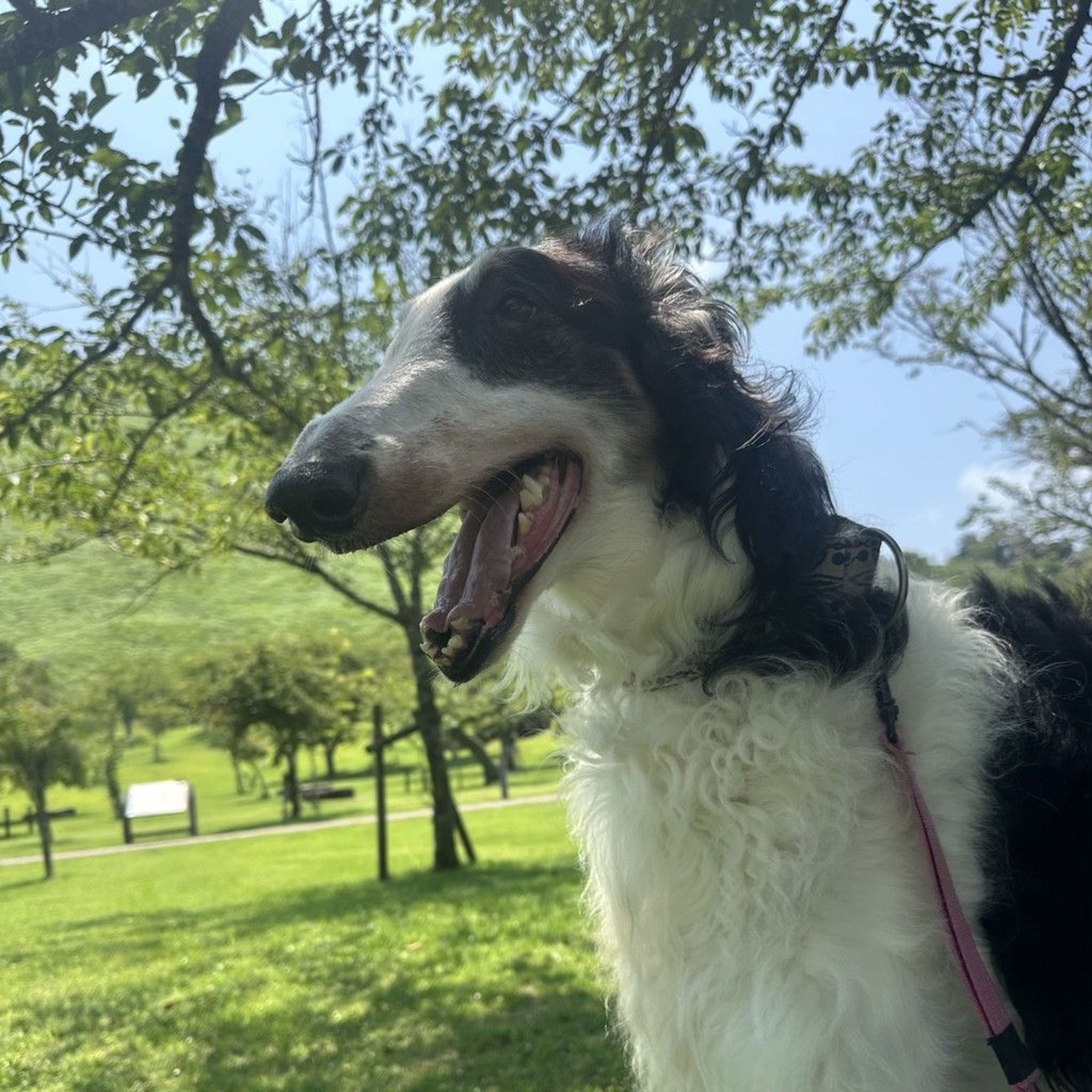 pet-image-3