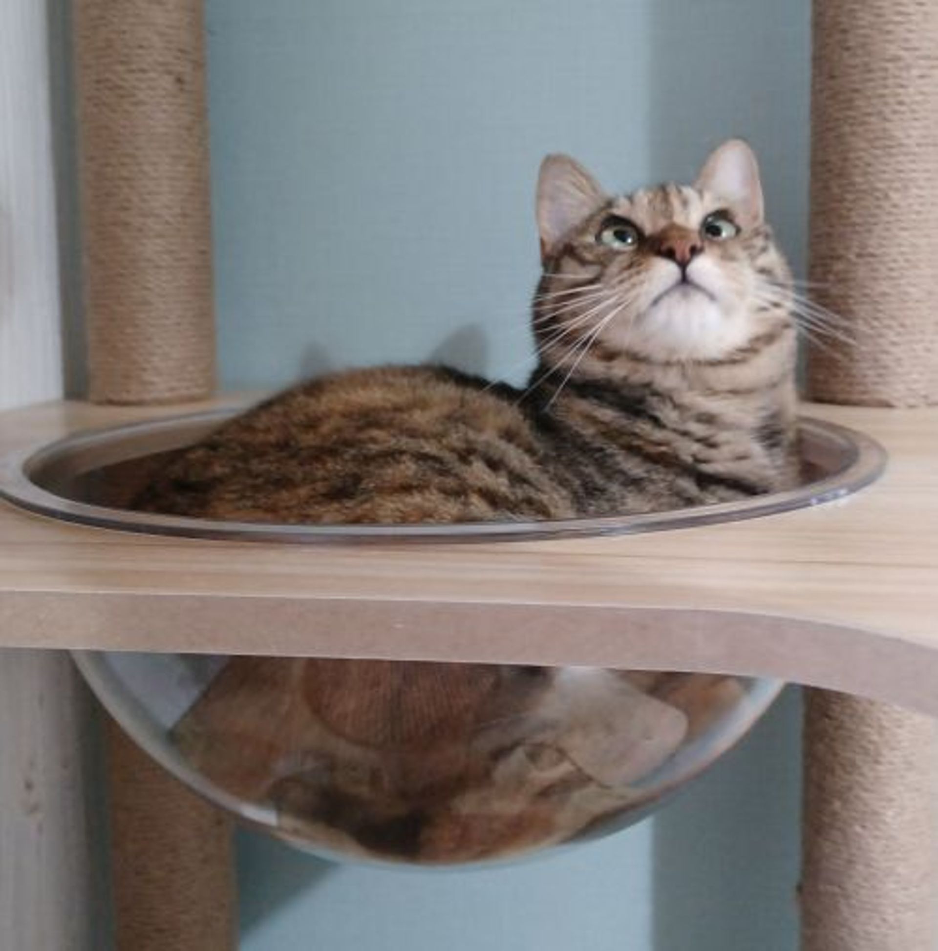 雑種（ミックス猫）・メスの里親募集の写真