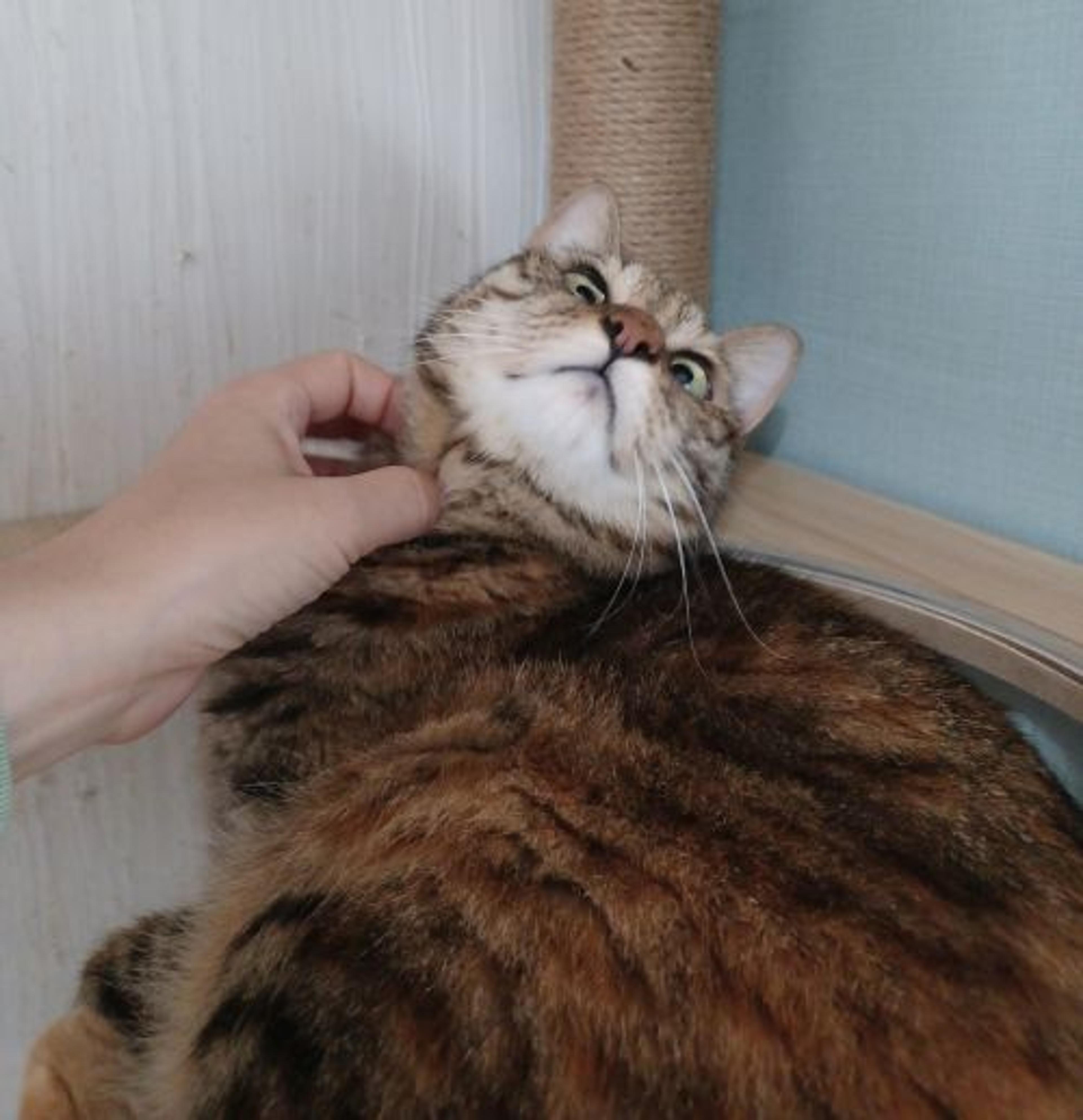 pet-image-3
